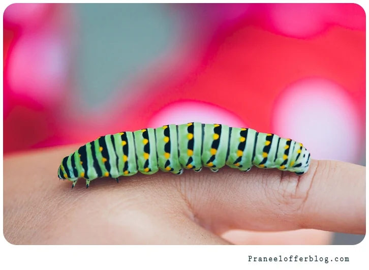 caterpillar (5 of 12)