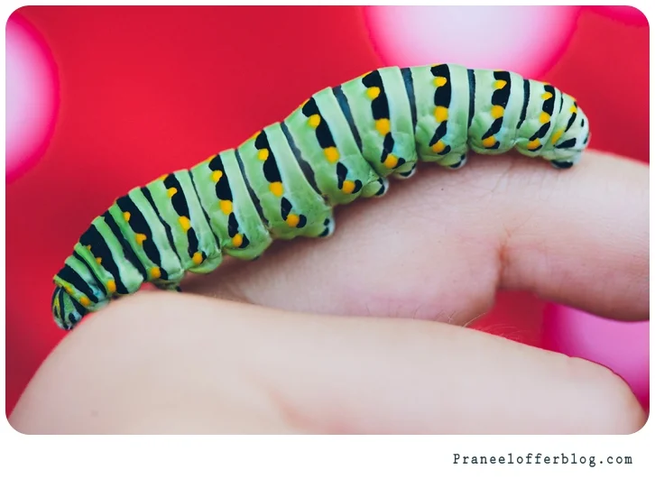 caterpillar (7 of 12)