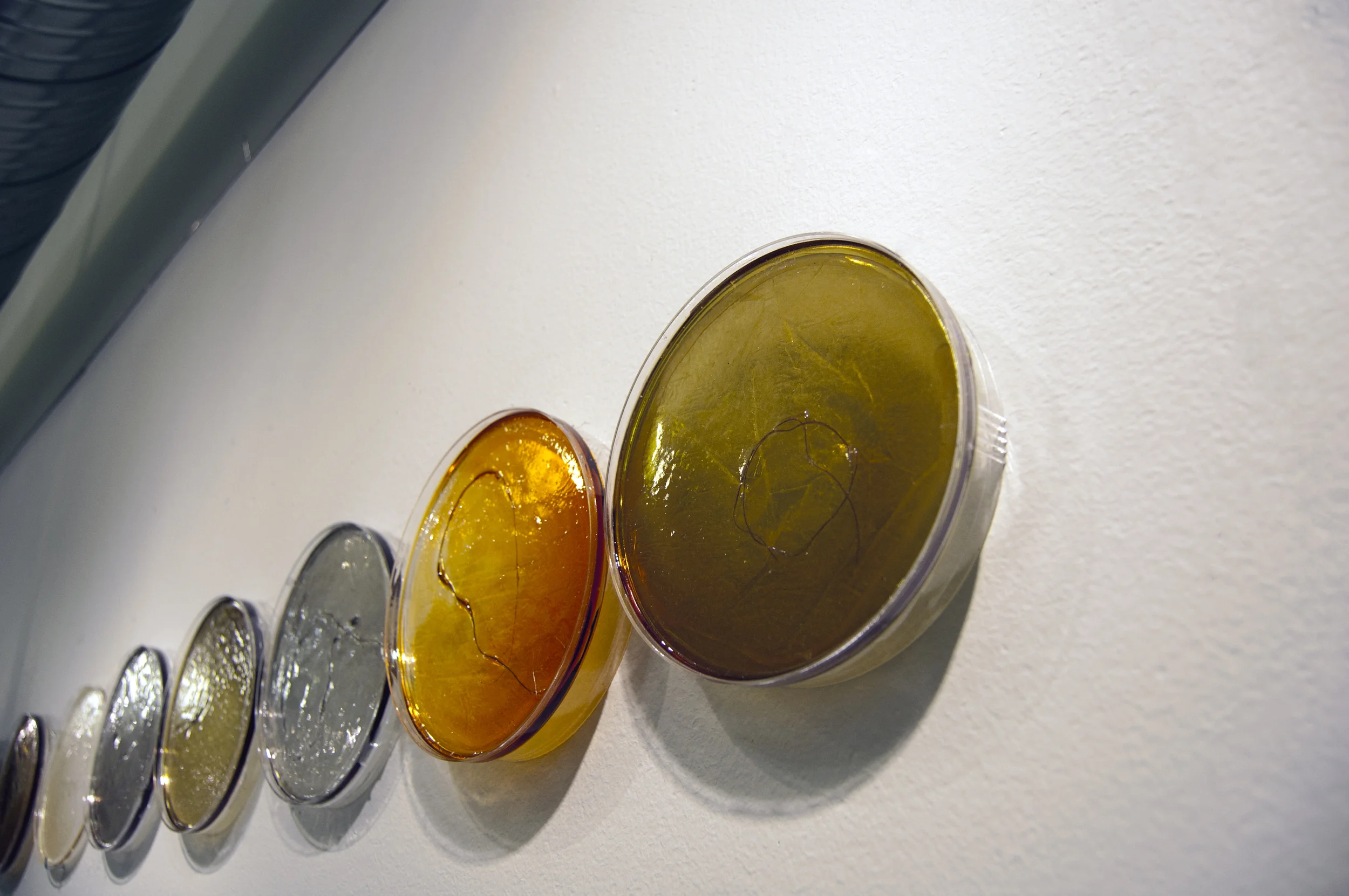 The Second Month of Grief materials: resin, resin dye, human hair, petri dishes technique: resin dyeing and casting