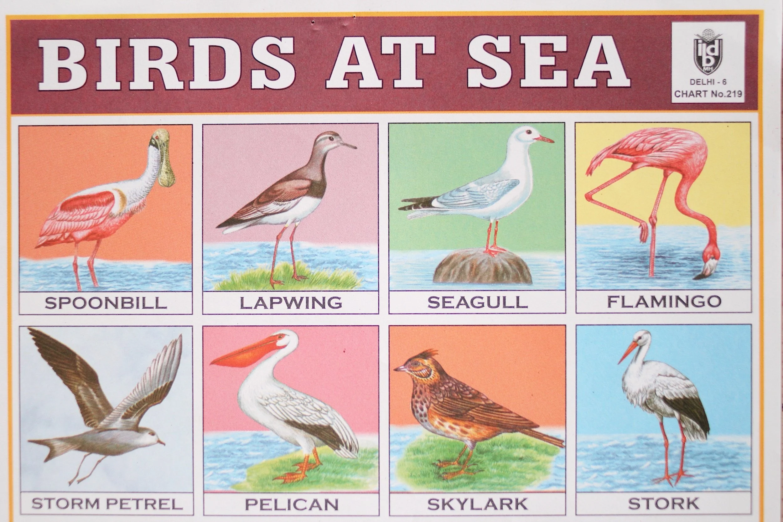 birds_at_sea_3.jpg