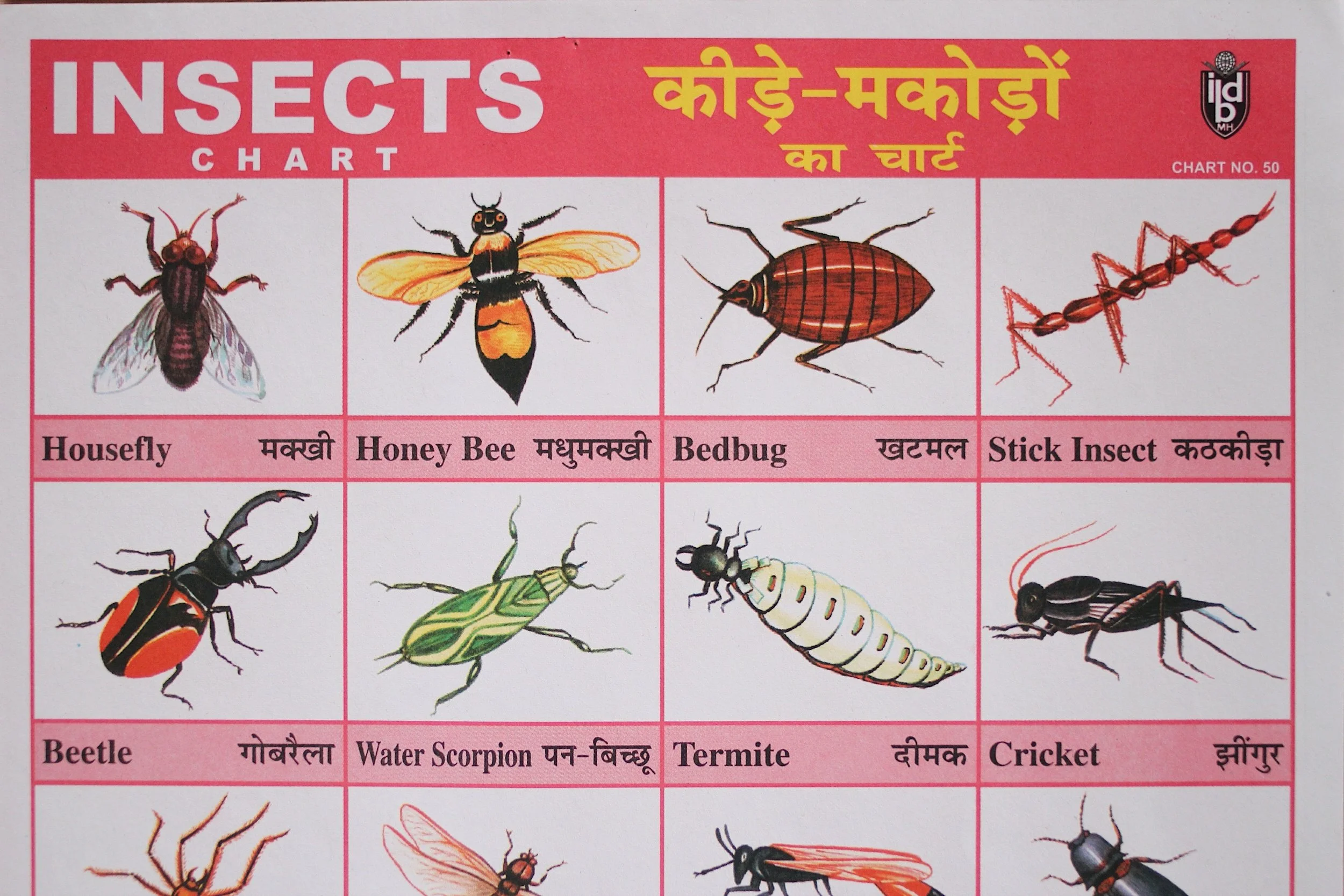 insects_3.jpg