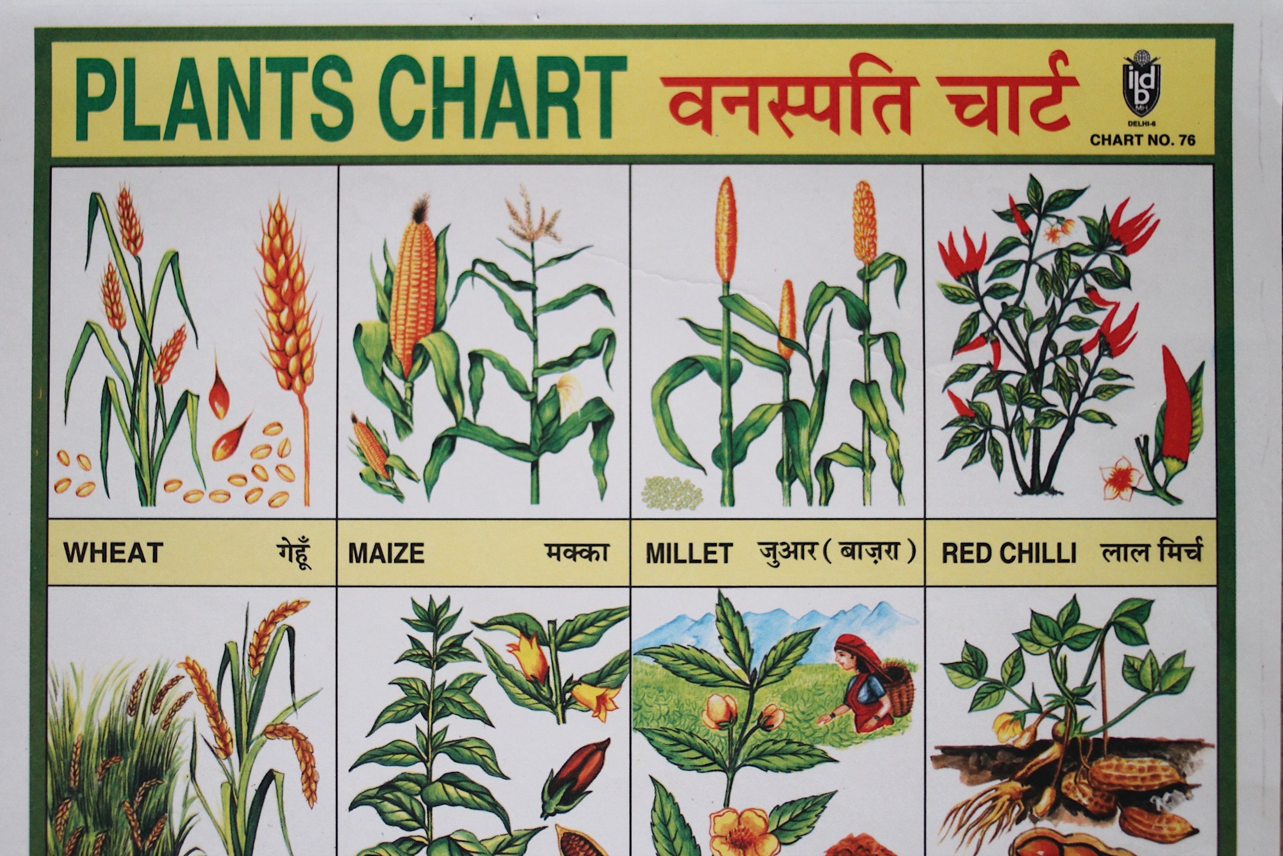Plants Chart Images