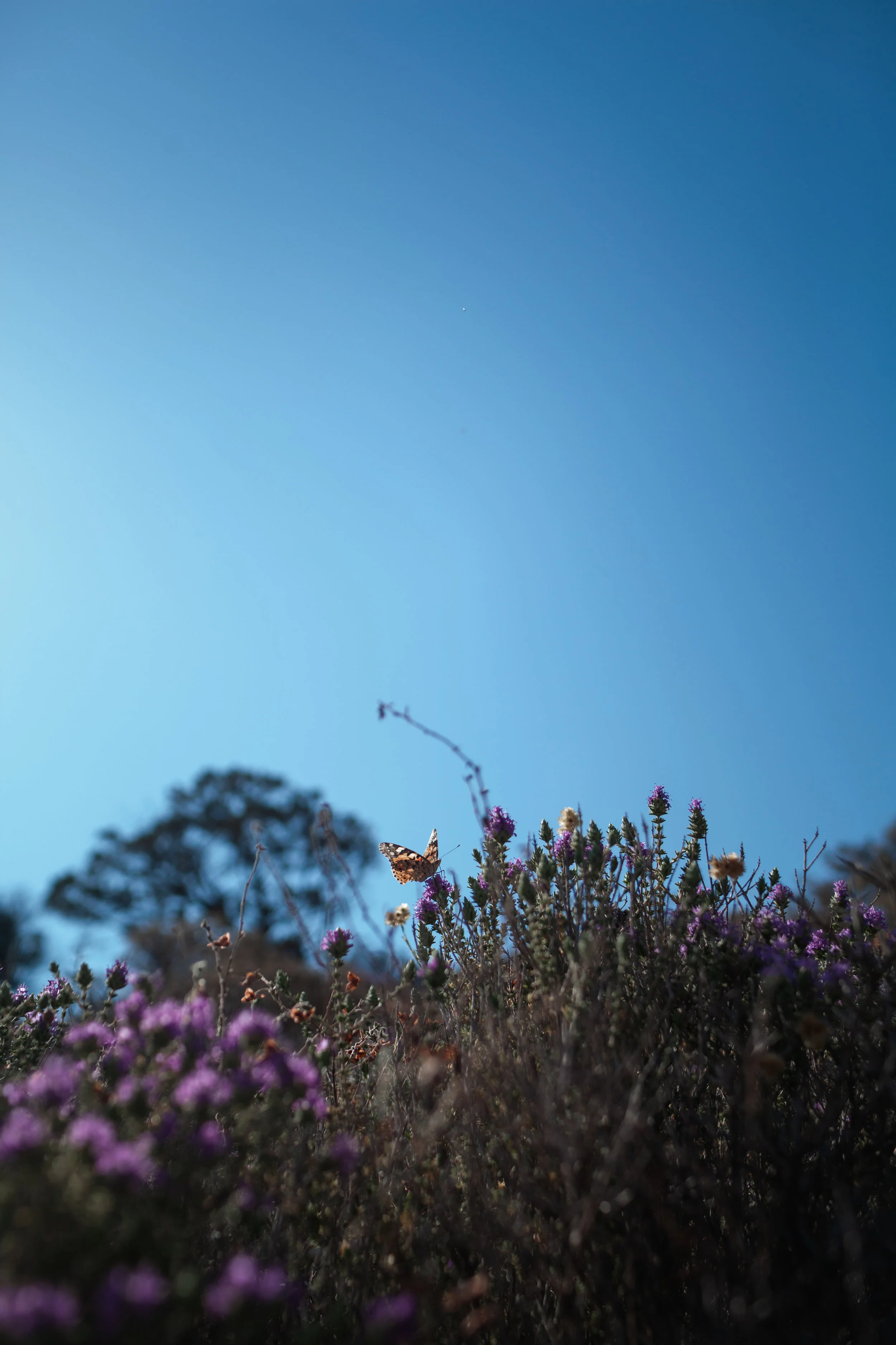 201906_schinoussaedits-67.jpg
