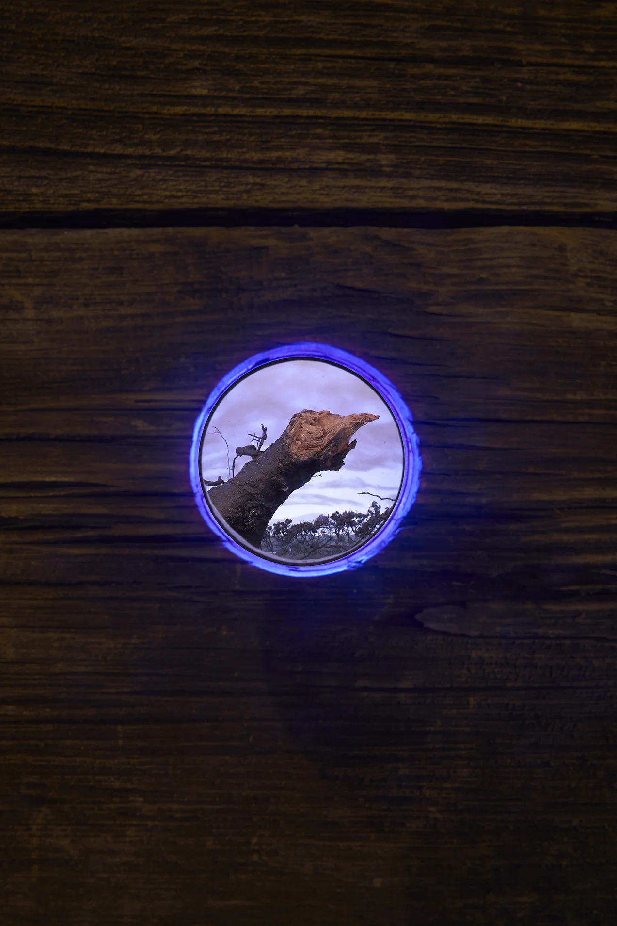 Up til Now (Detail) Reclaimed Hemlock, LED lighting, polystyrene, polycarbonate, cotton batting, tree roots and dried plants, antique weathervane, solar panels 12’ x 4’ x 4’ 2019 Photograph by Luke Walter Photography