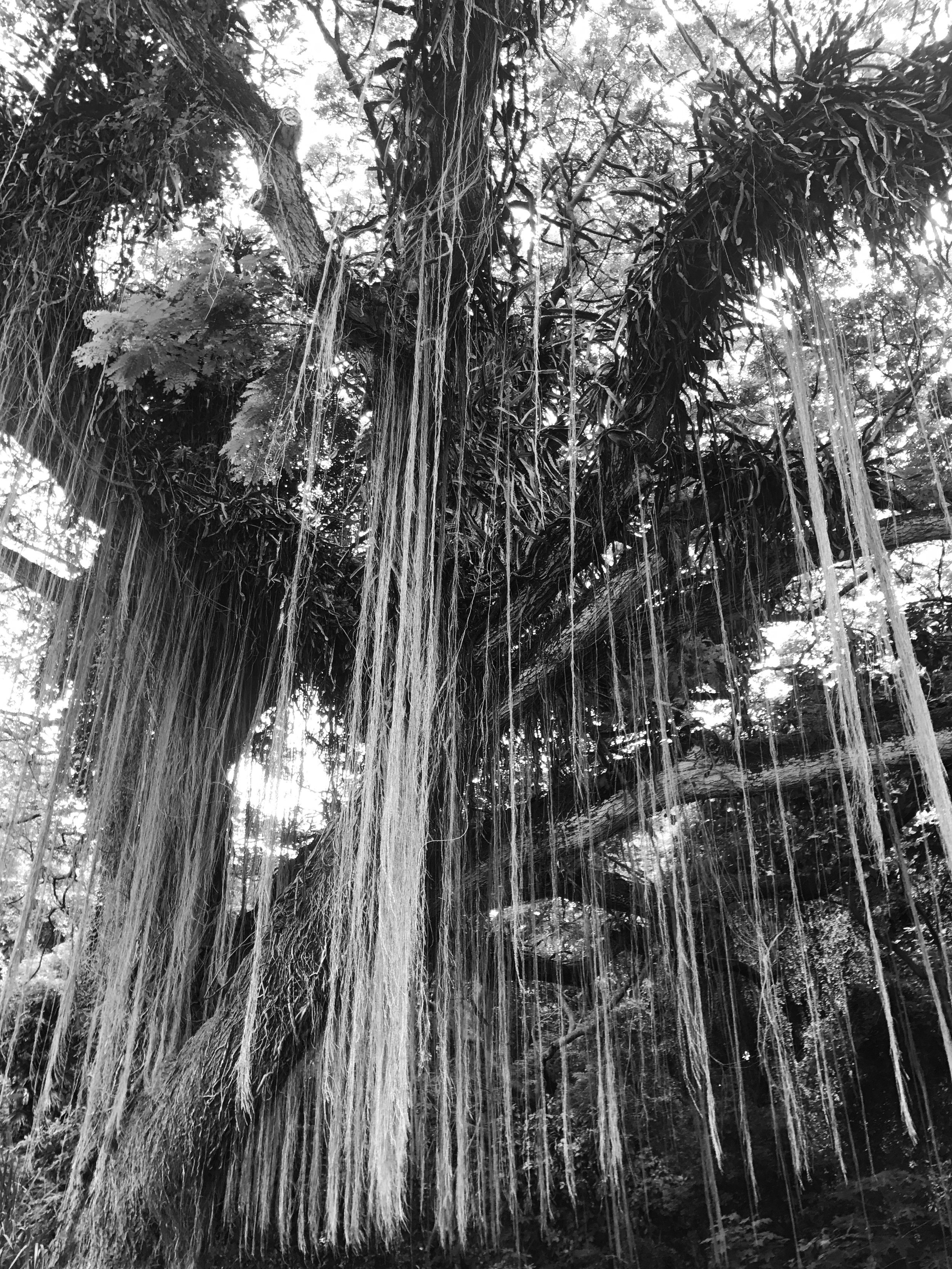 CRjungle