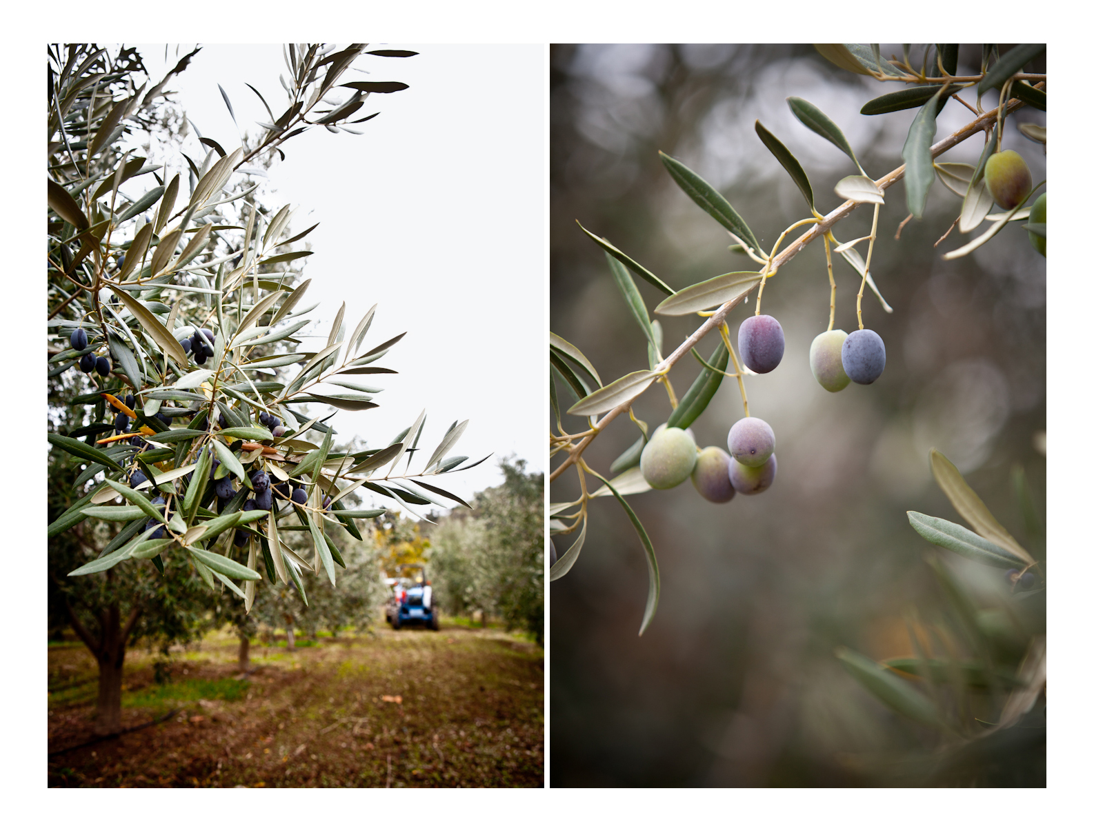 olive2.jpg