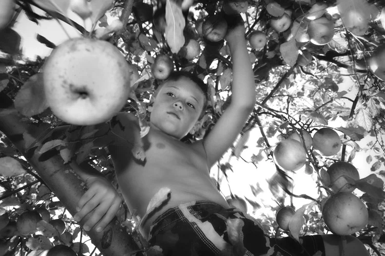 Applr Picking