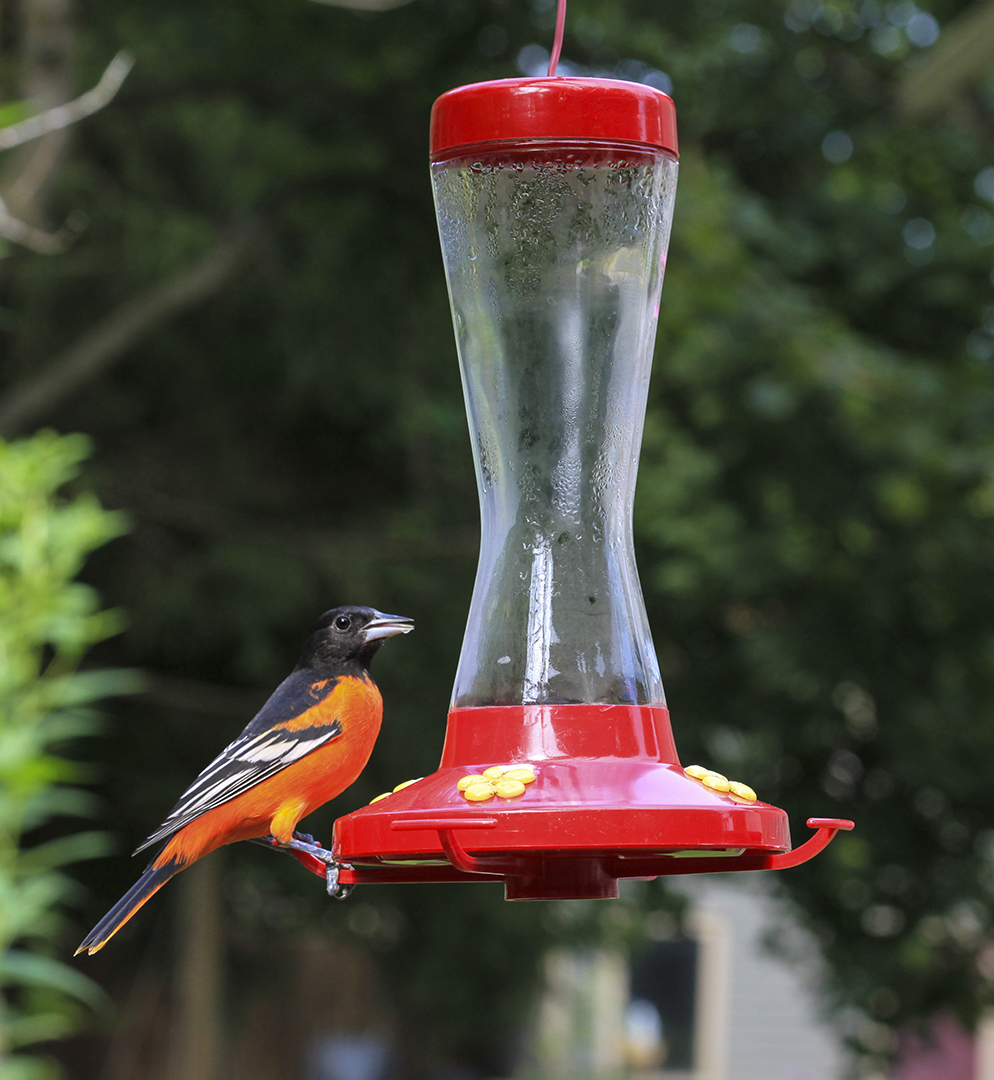 Baltimore Oriole in my backyard on my humming bird feeder