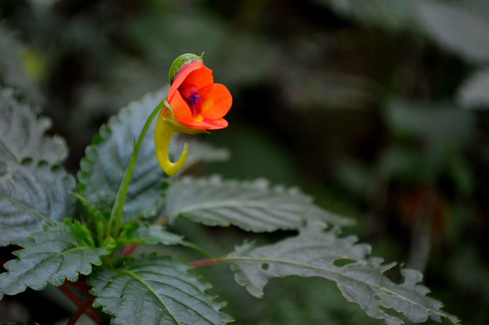 The star of the rain forest zone is the beautiful flower Impatiens kilimanjari, a dazzling bloom of red and yellow in the shape of an inch-long tuba, also known as the "elephant's trunk."