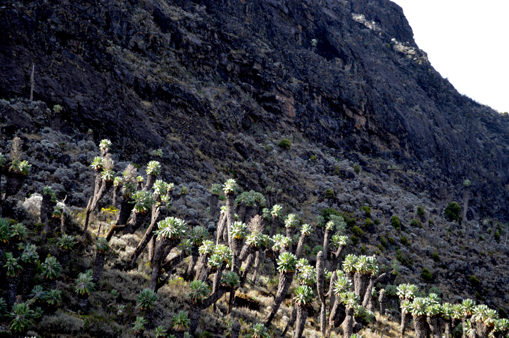 Something like a cross between a cactus, palm tree, and a pineapple, these alien-looking plants can only be found on Kilimanjaro, and only above 14,000 feet!