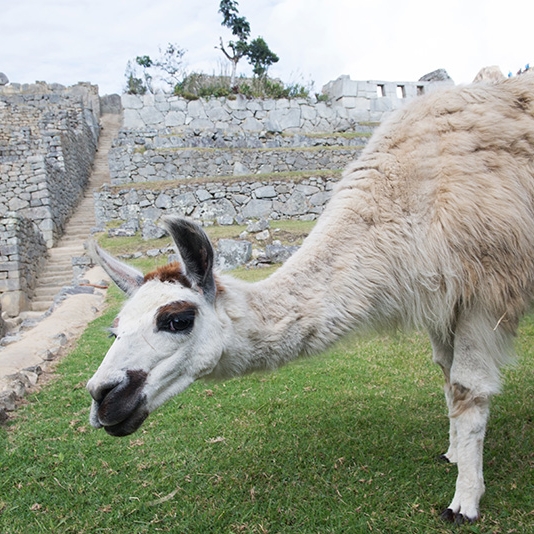 PeruSummer2017_105.jpg
