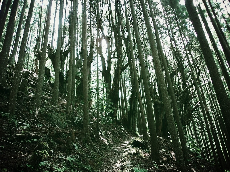 Kumano_Kodo_forest.jpg