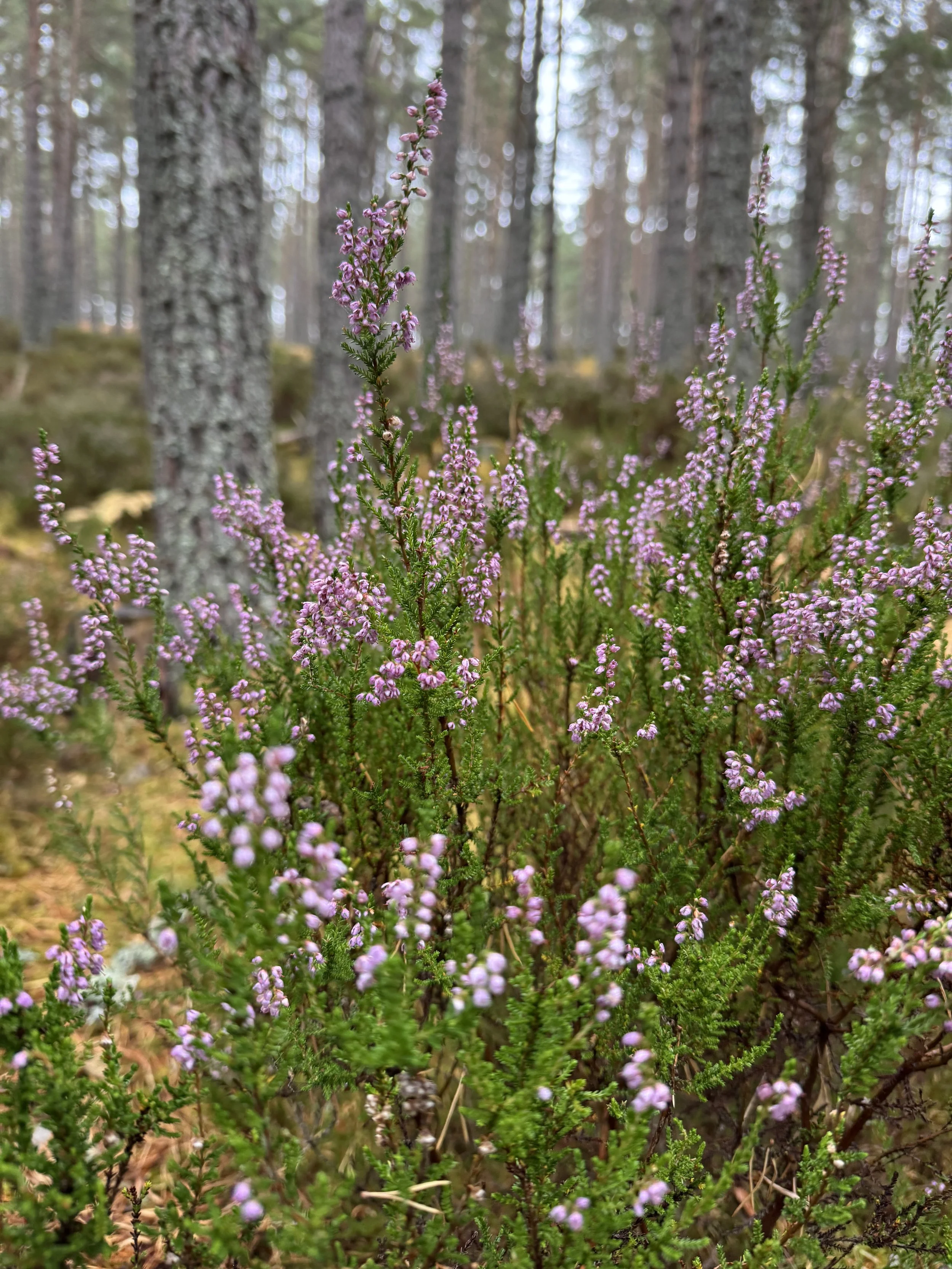 WHOA Scotland Hihglands Hiking Adventure27.jpeg