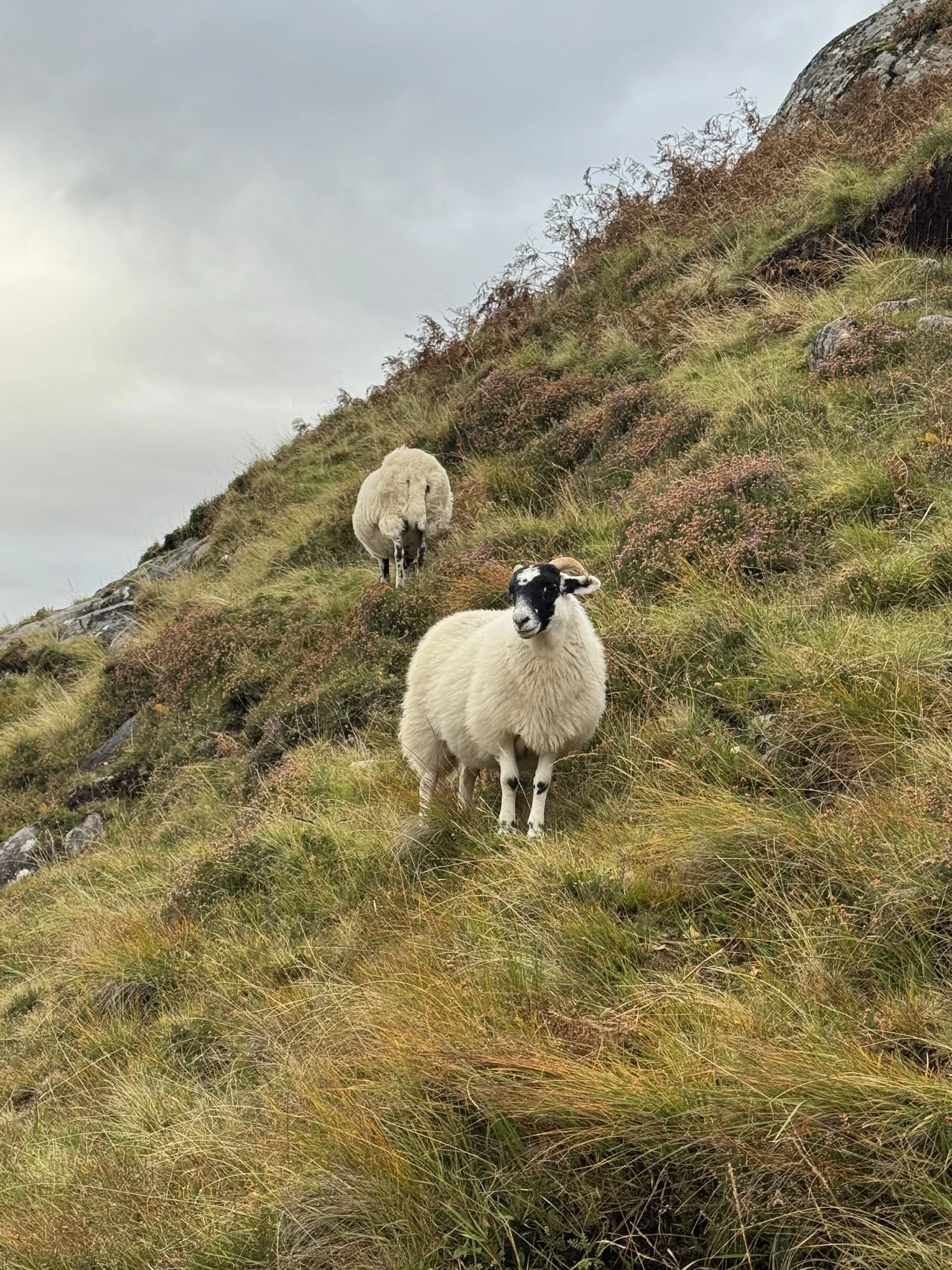 WHOA Scotland Hihglands Hiking Adventure106.jpeg