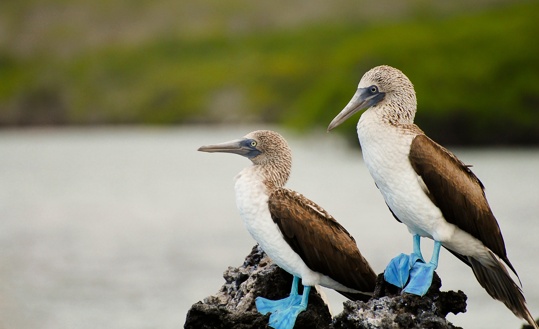WHOA Galapagos Wildlife1.png