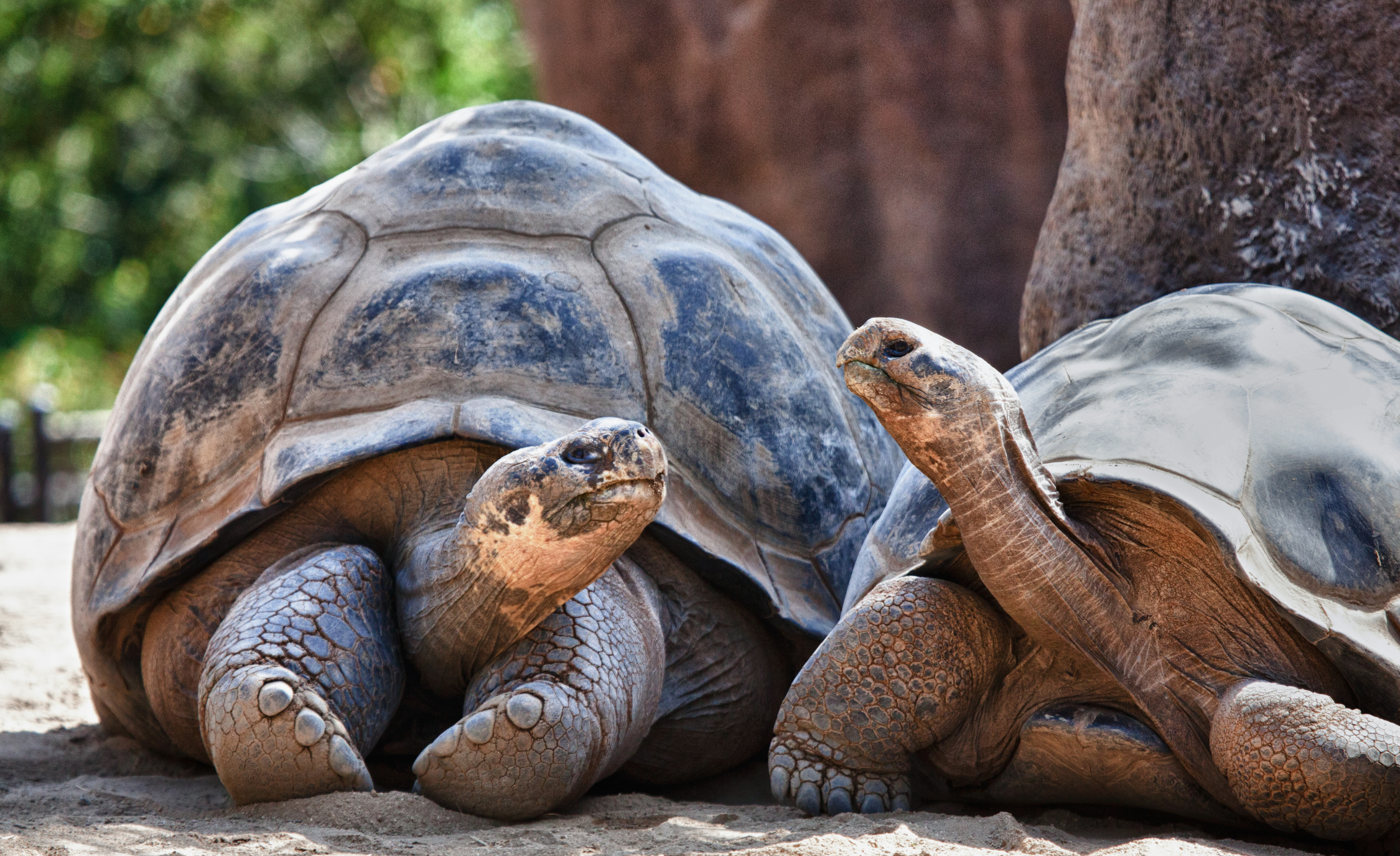 WHOA Galapagos Wildlife2.png