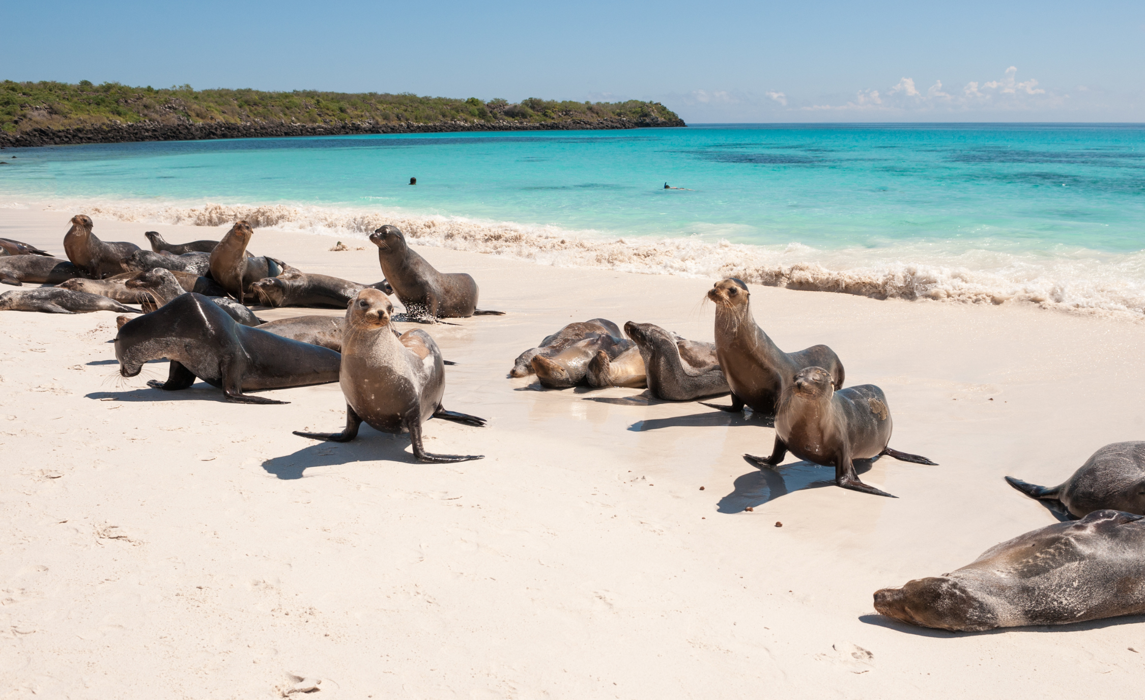 WHOA Galapagos Wildlife3.png