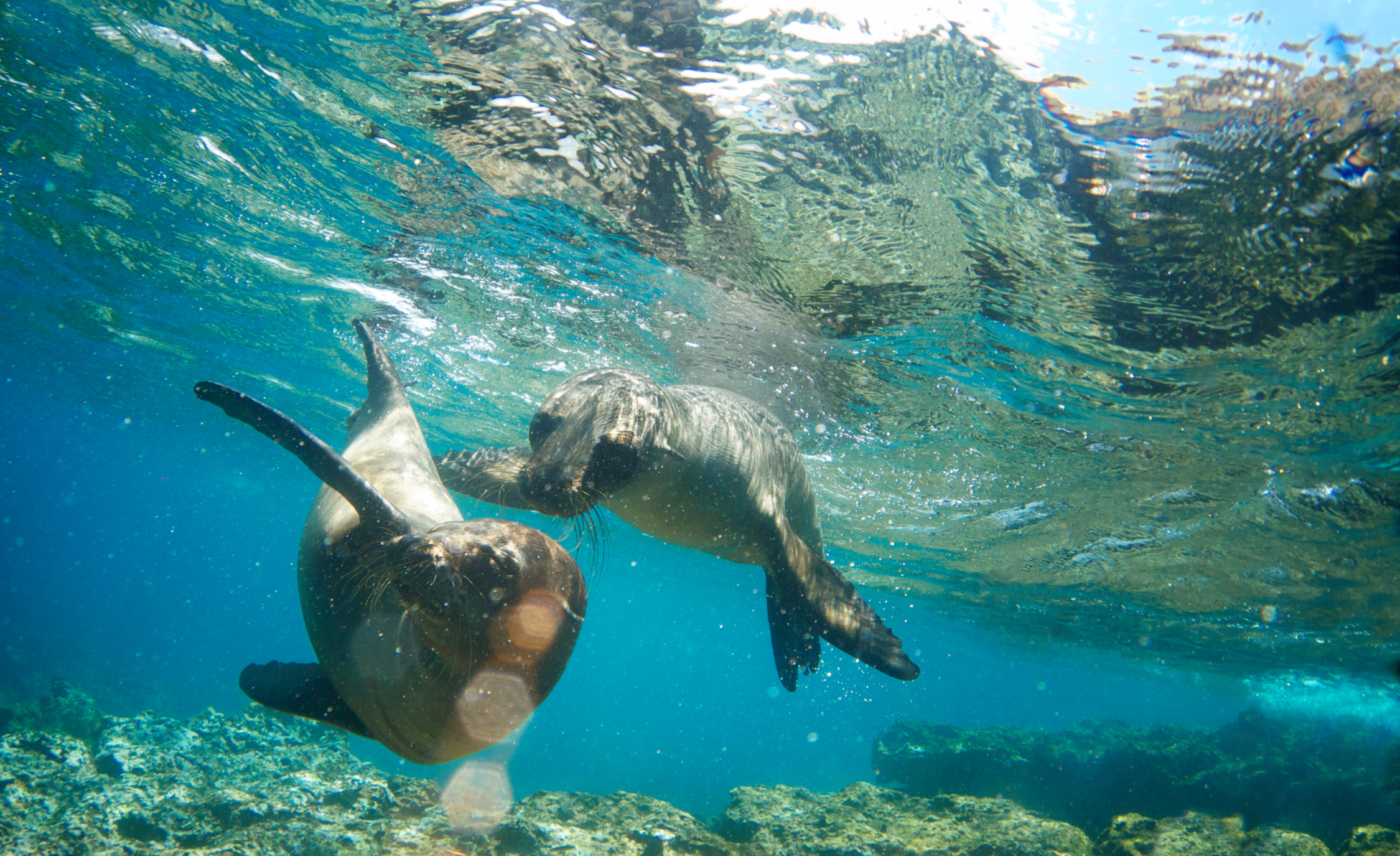 WHOA Galapagos Wildlife4.png