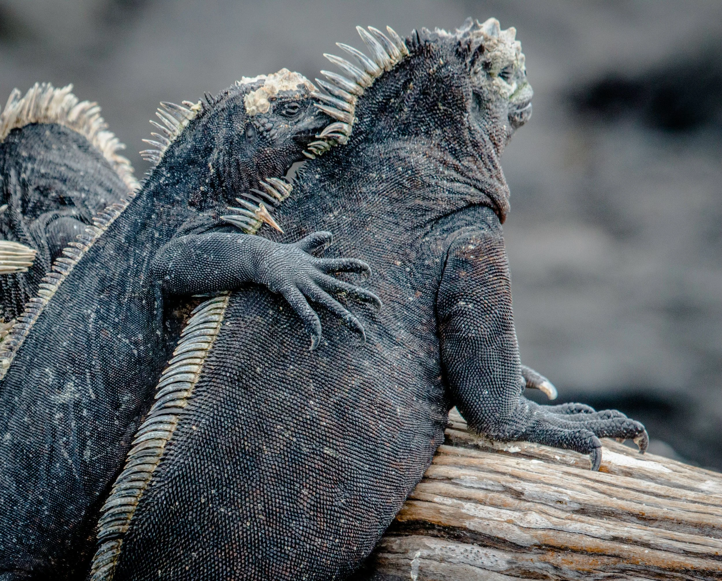 WHOA Galapagos Wildlife6.jpg