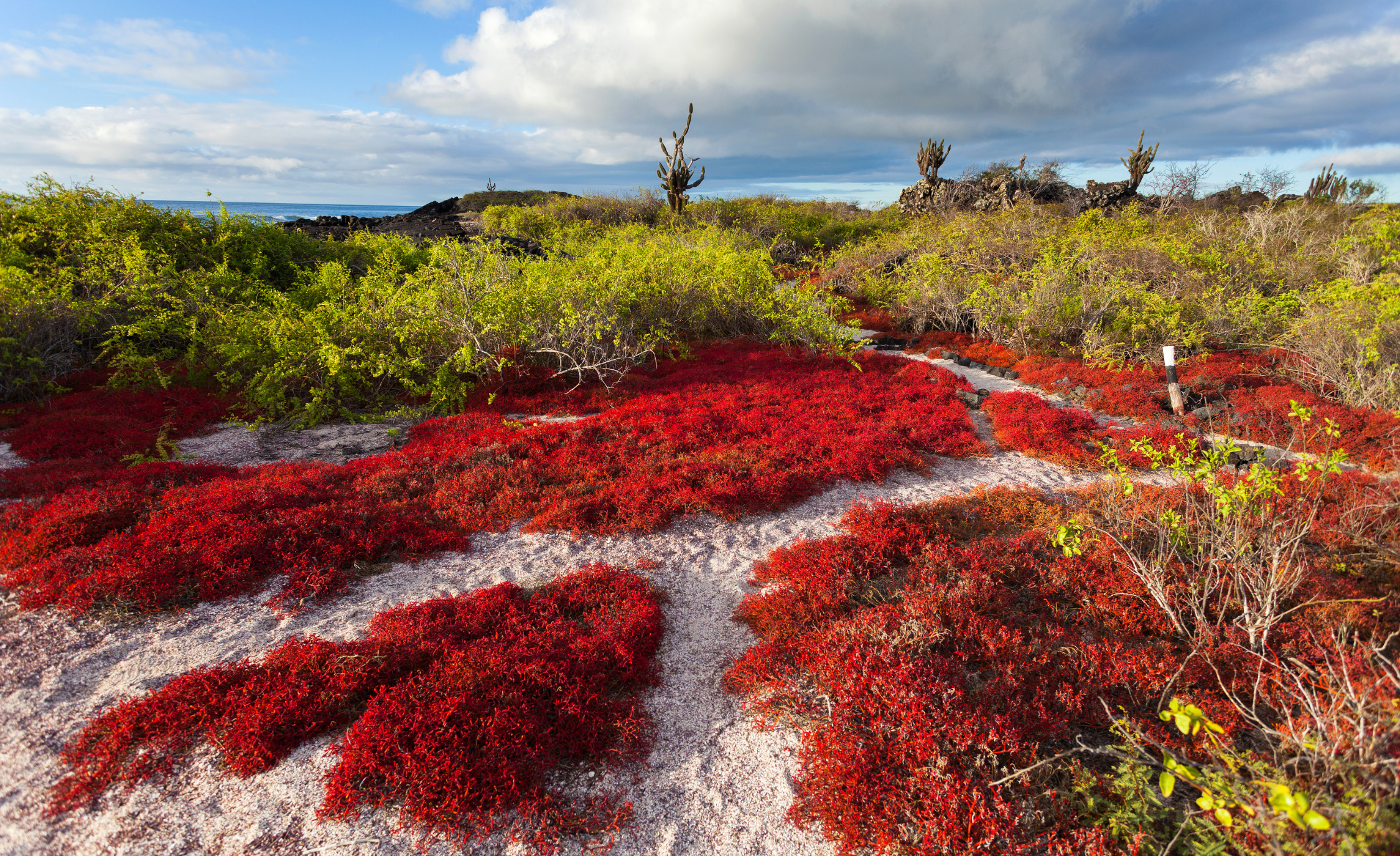 WHOA Galapagos Wildlife5.png