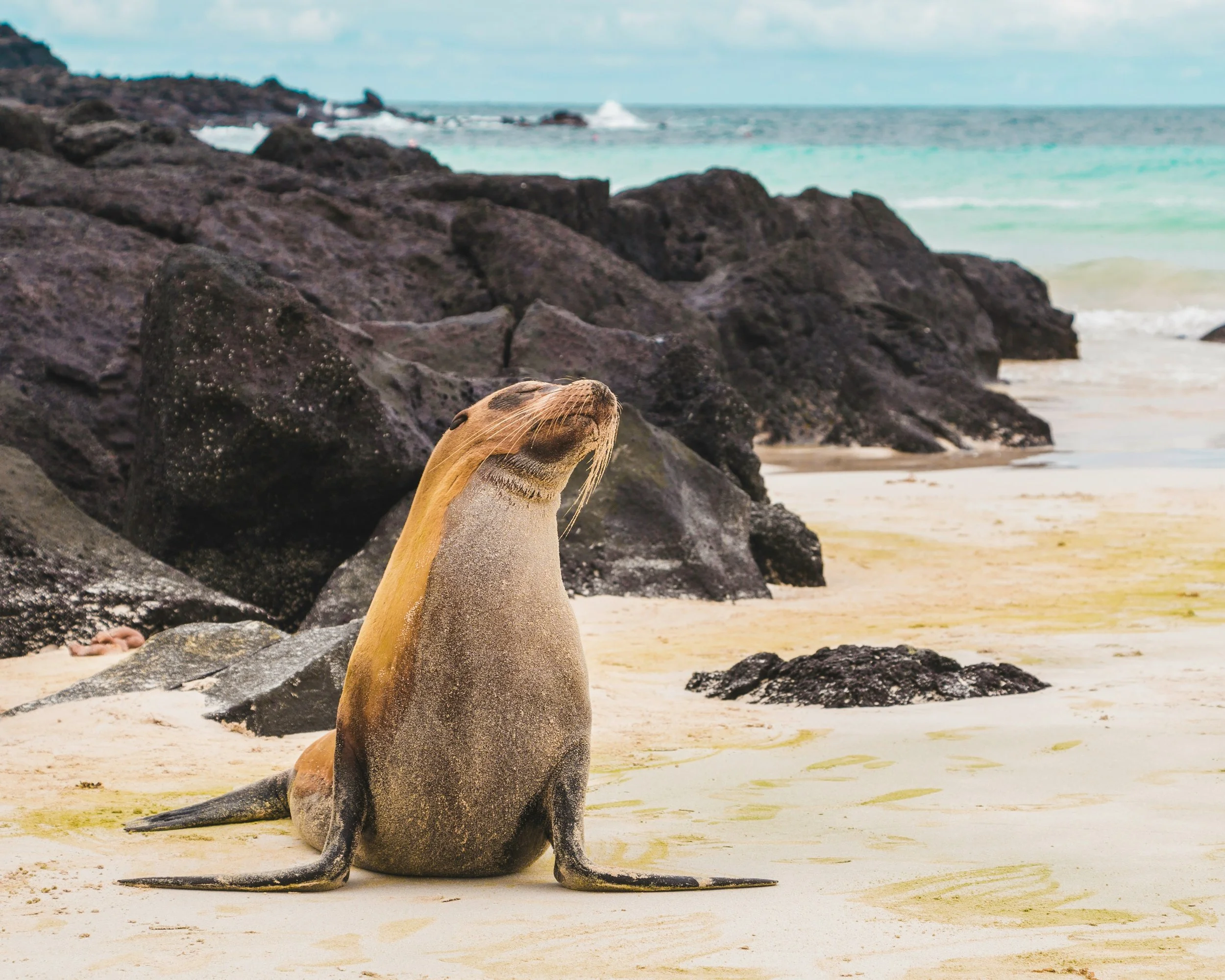 WHOA Galapagos Wildlife8.jpg