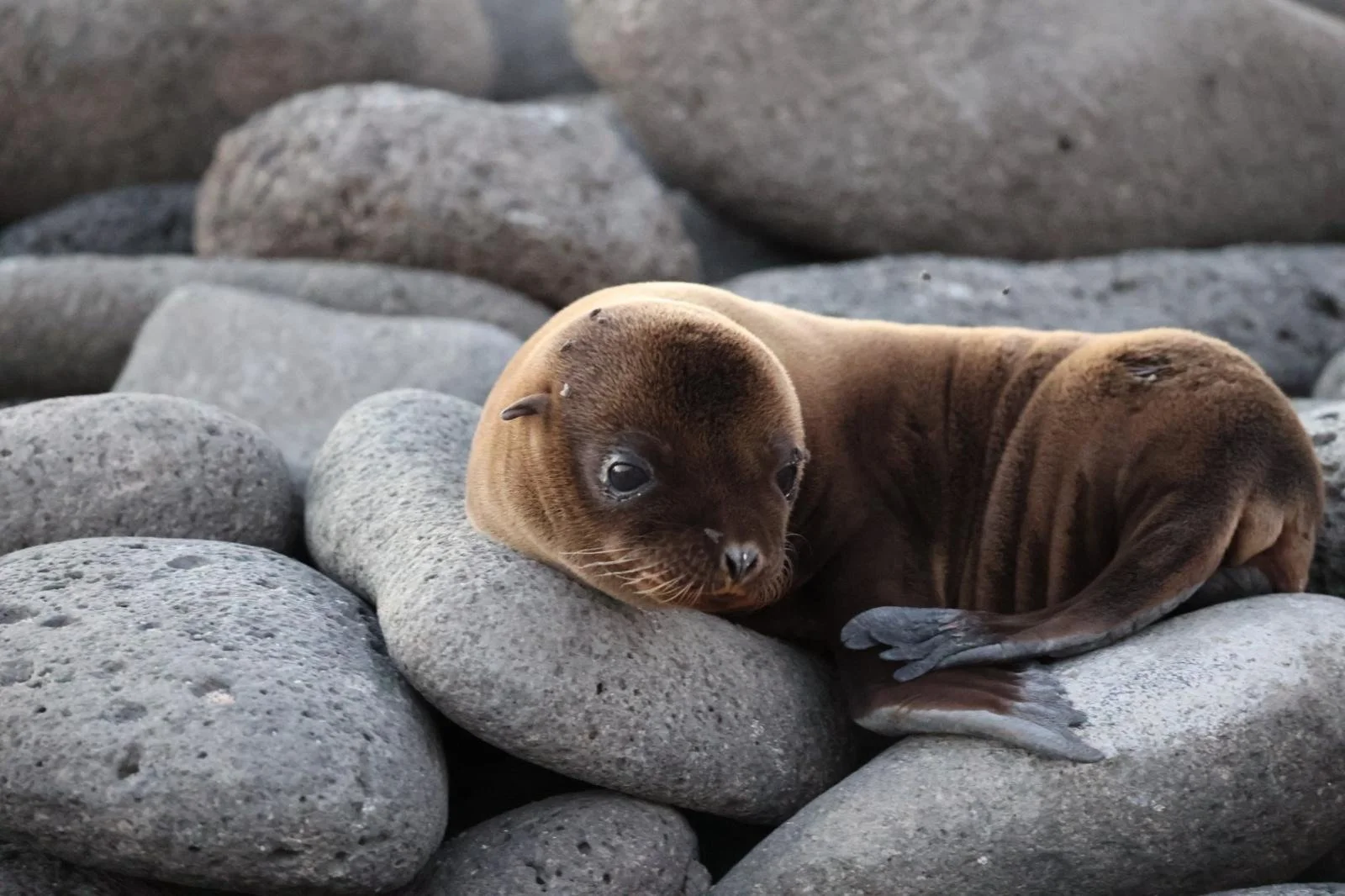 WHOA Galapagos Wildlife11.JPG