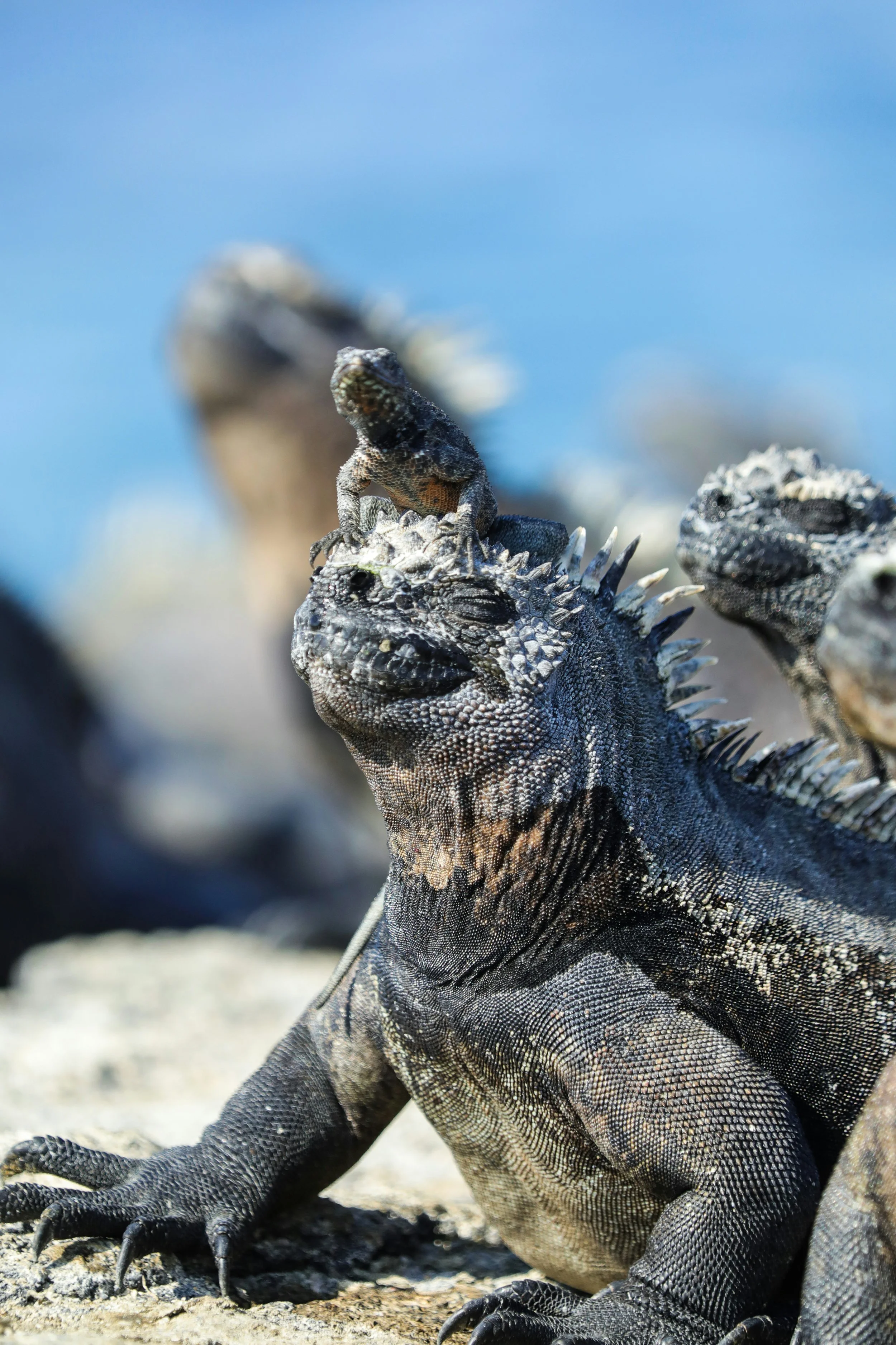 WHOA Galapagos Wildlife9.jpg