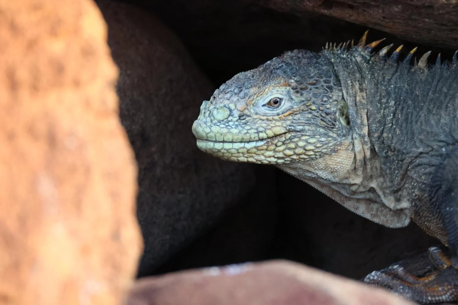 WHOA Galapagos Wildlife12.JPG