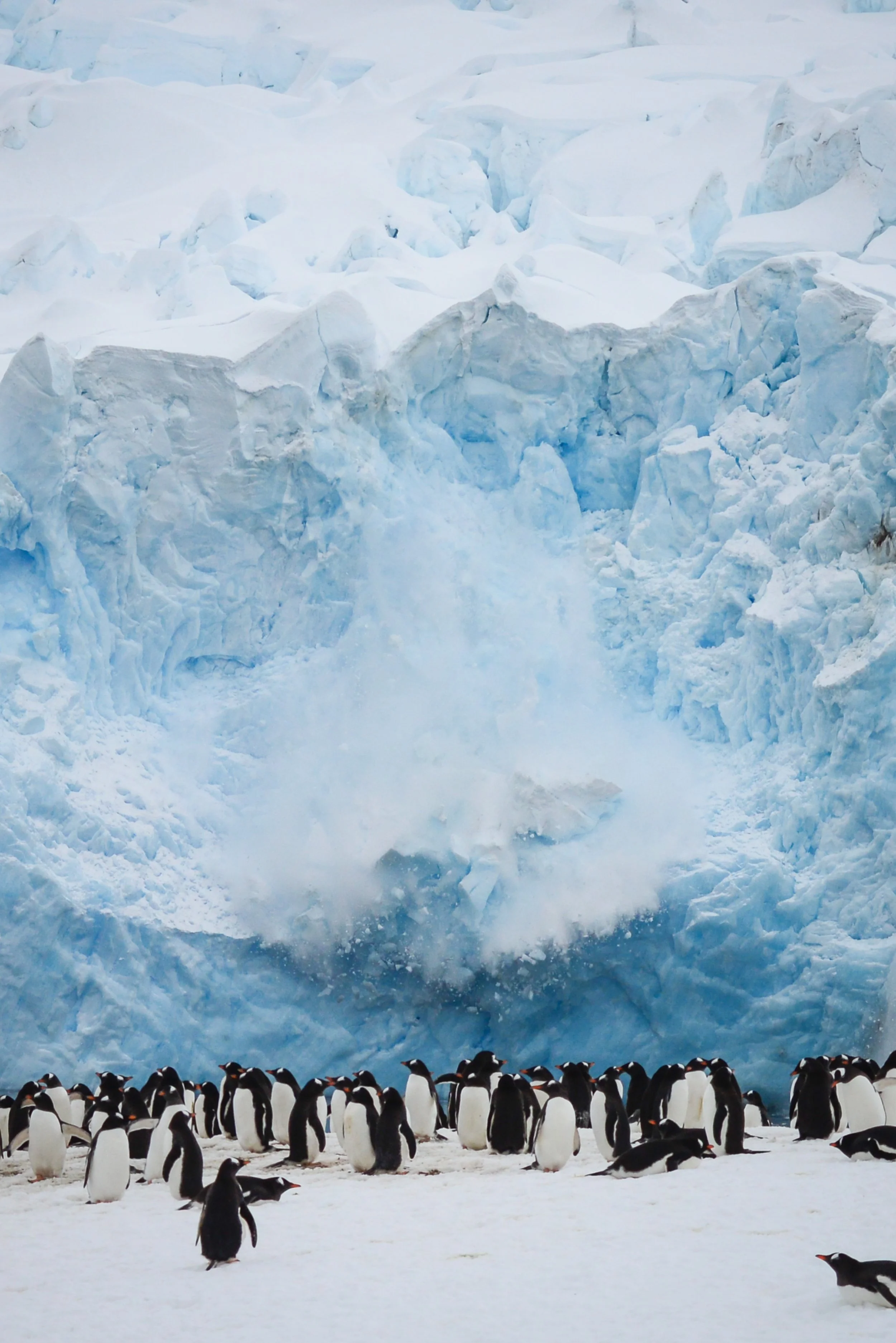 Wildlife_Penguins_gentoo_&_calving_glacier.jpg