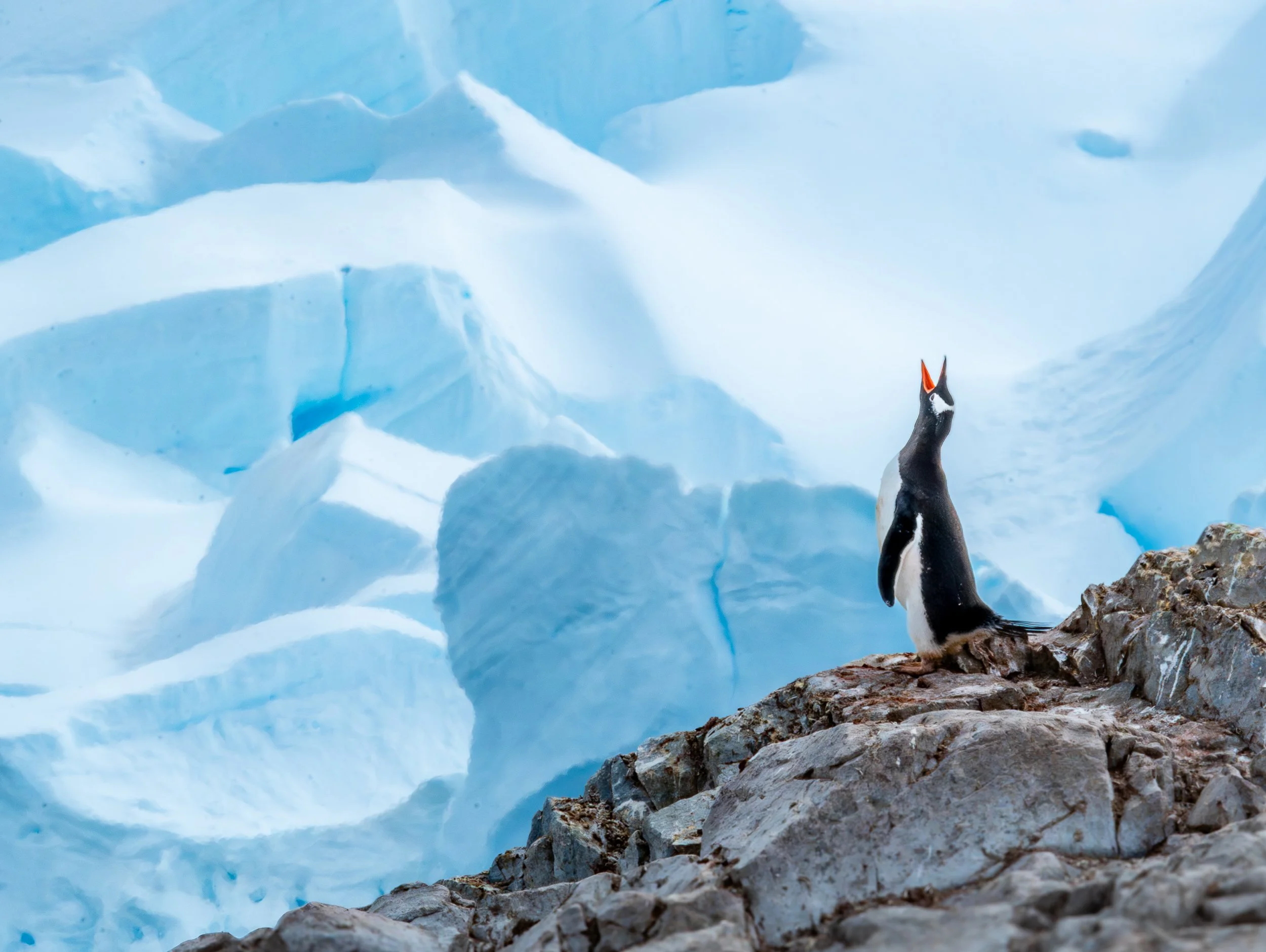 Antarctica WHOA travel Operation Adventure14.jpg