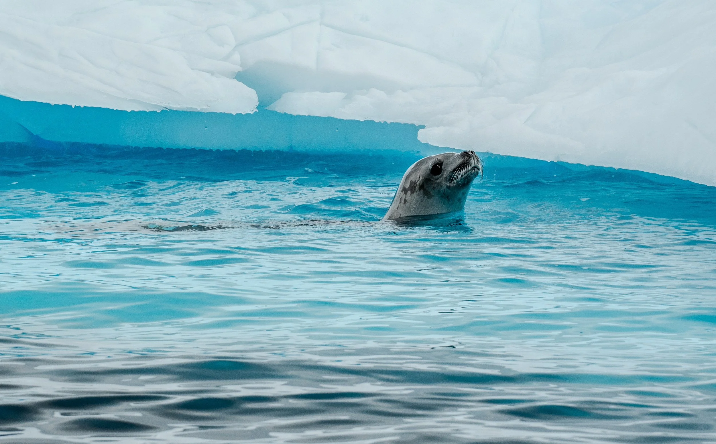 Antarctica WHOA travel Operation Adventure6.jpeg