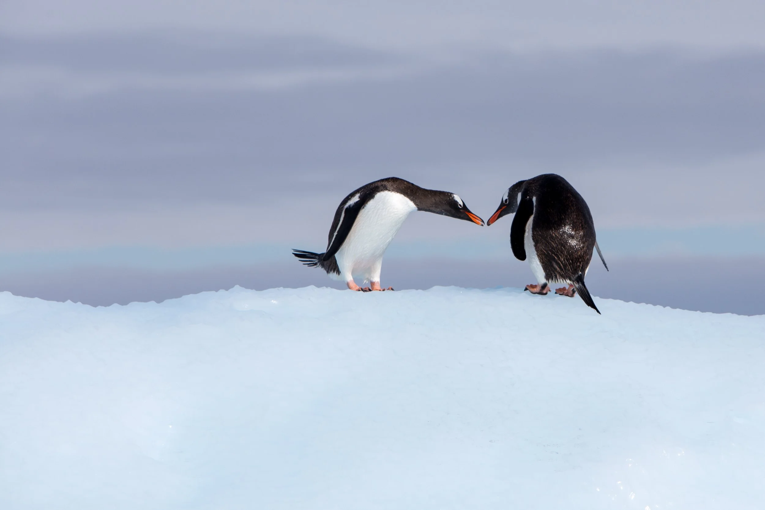 PL-Antarctica-gentoos-touching.jpg