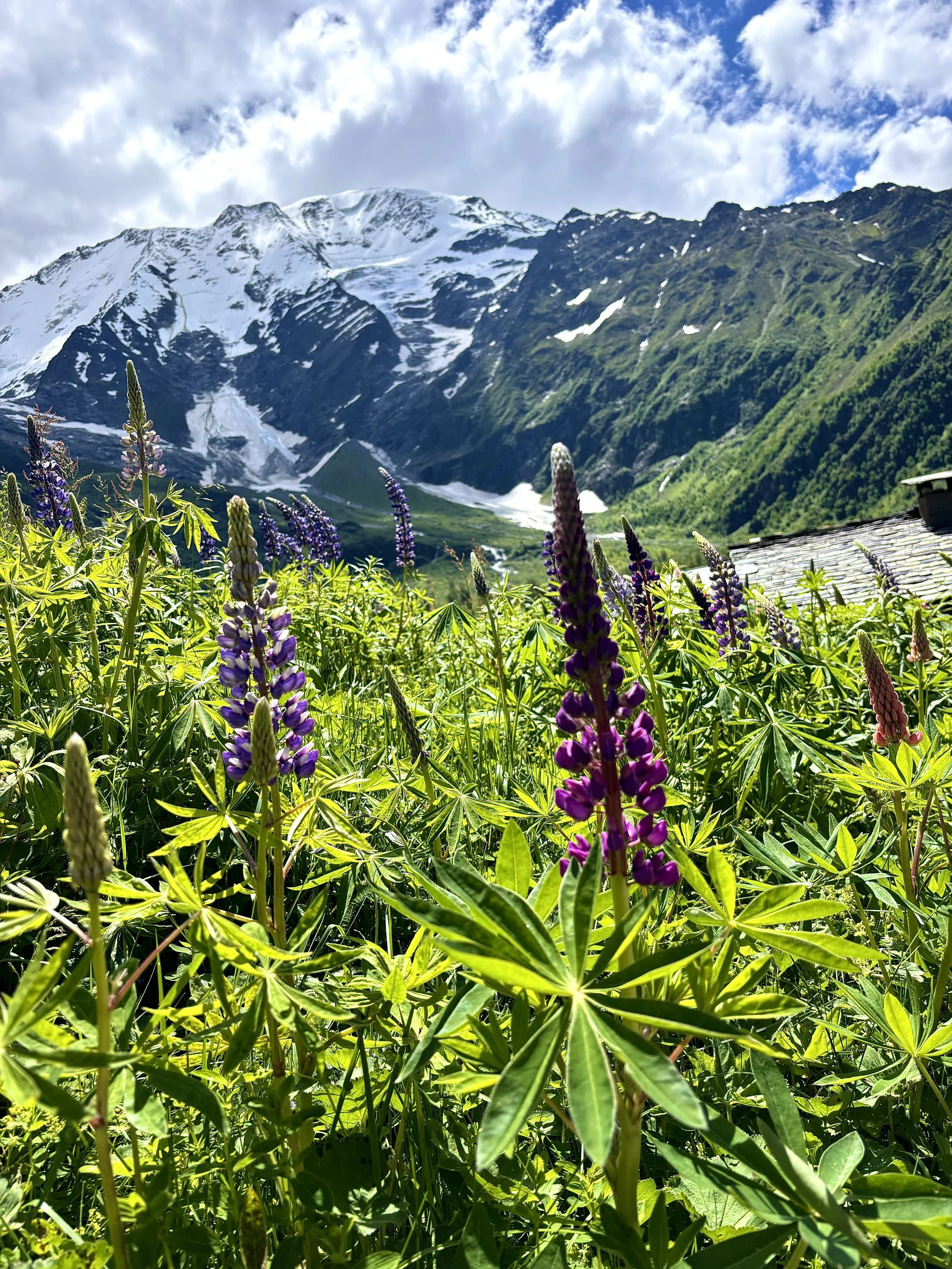 Tour du Mont Blanc WHOA TMB9.jpeg