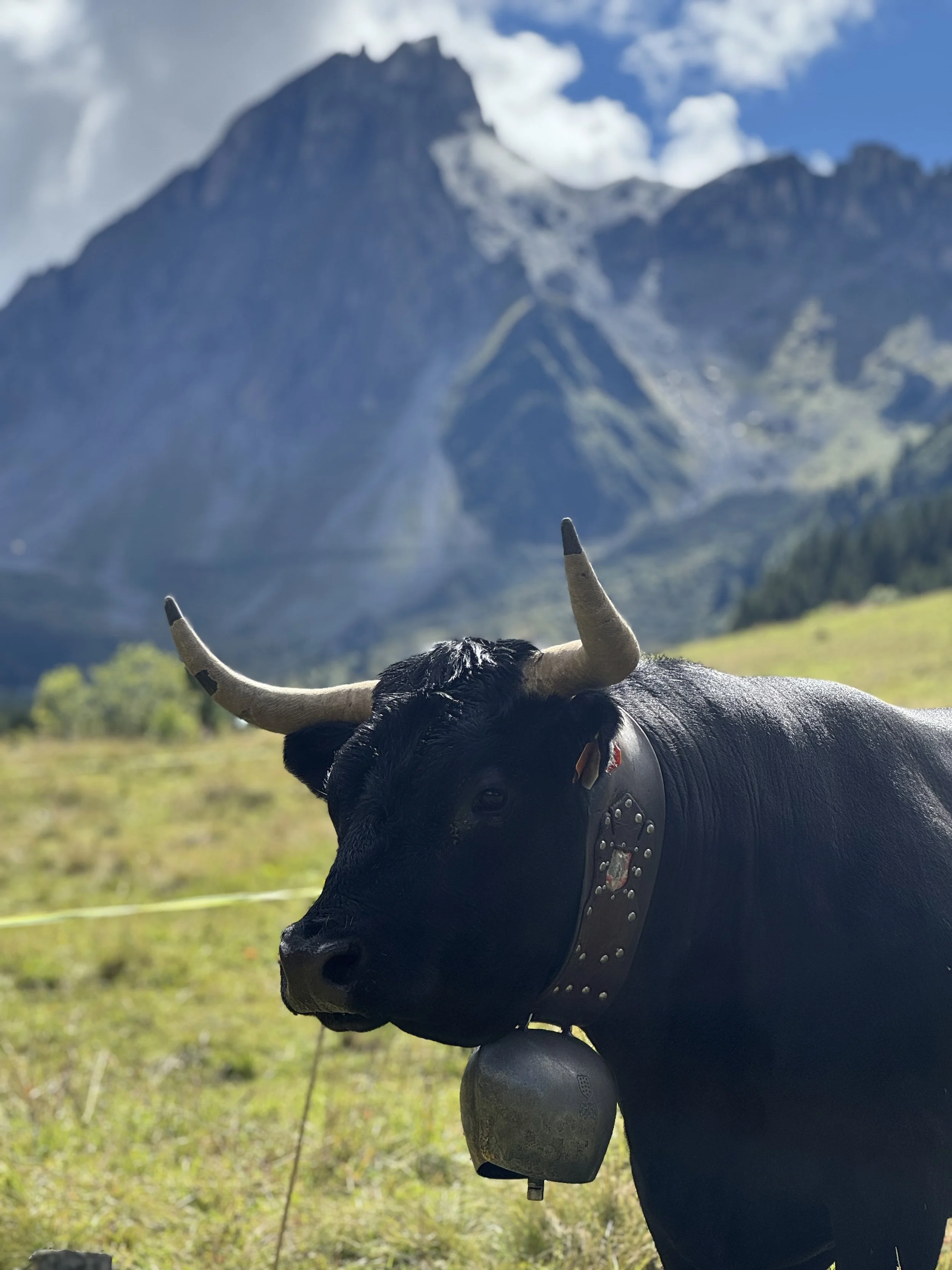 Tour du Mont Blanc WHOA TMB23.jpeg