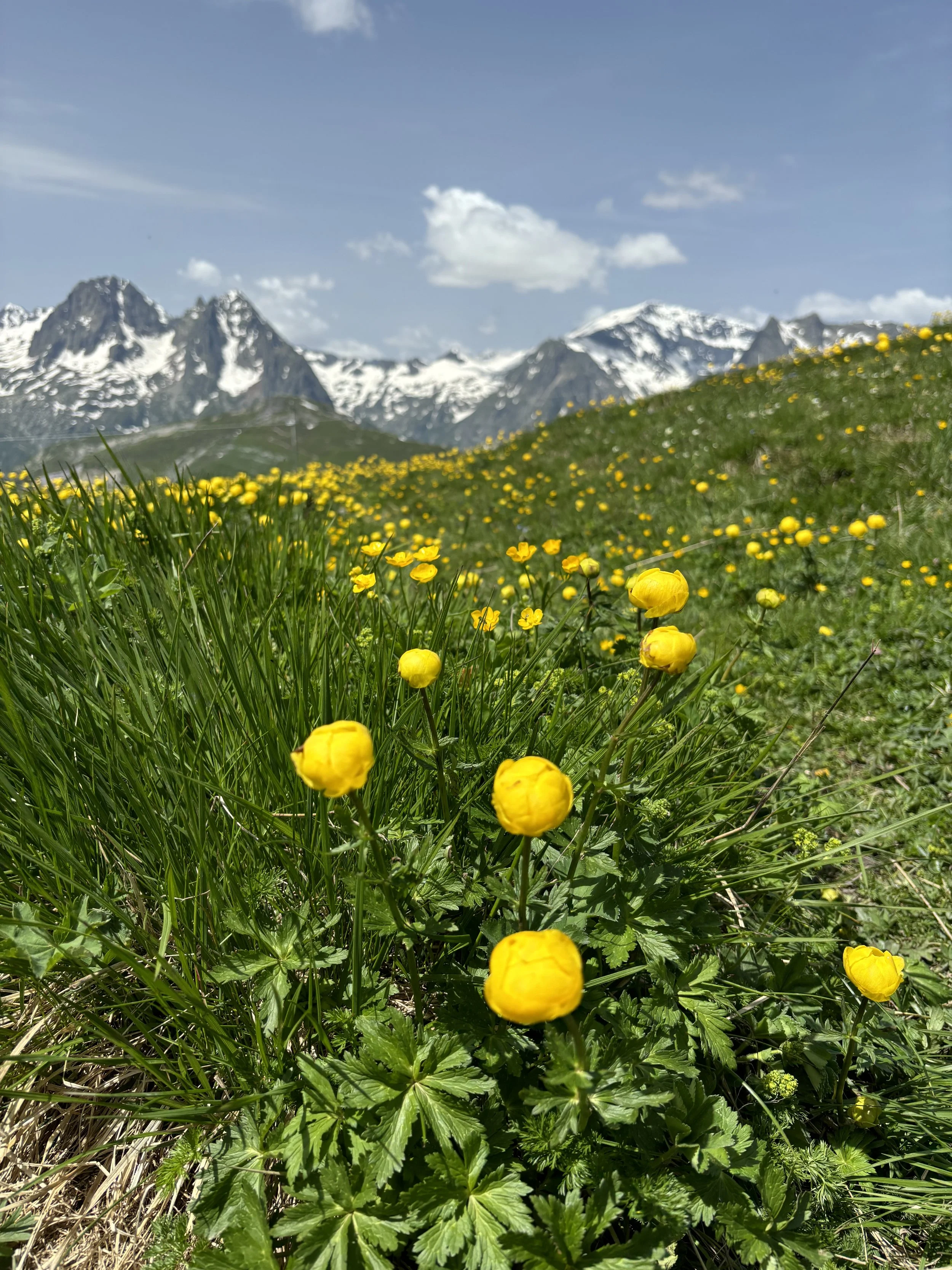 Tour du Mont Blanc WHOA TMB35.jpeg