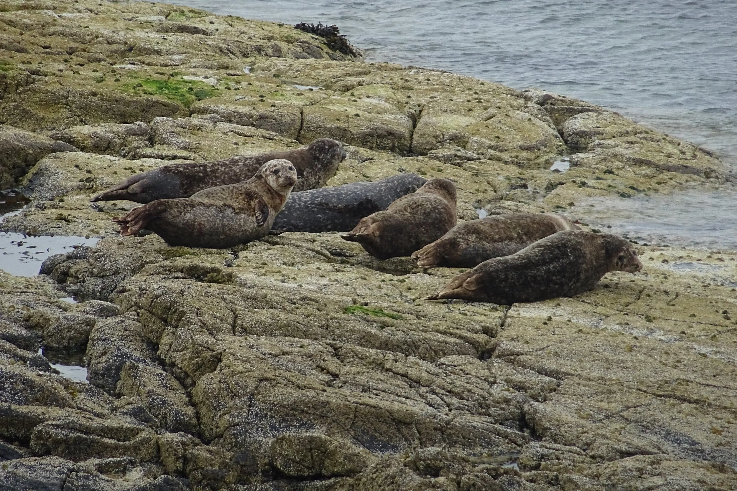 D3 - seals at Coruisk.jpg