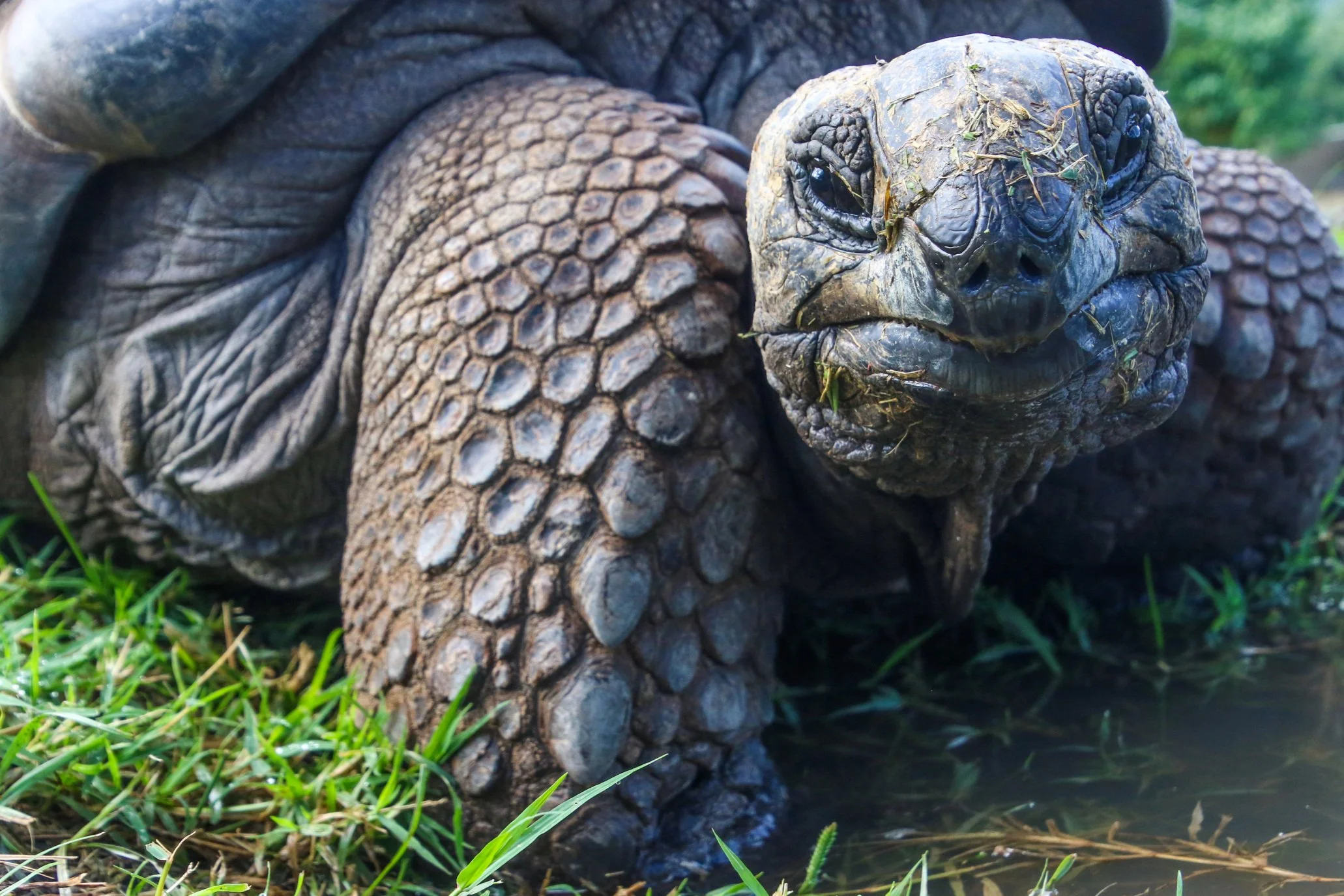 Which Galapagos Animal Are You?