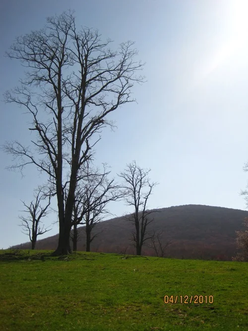 Tree.jpg
