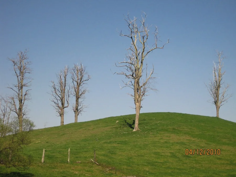 Trees.jpg