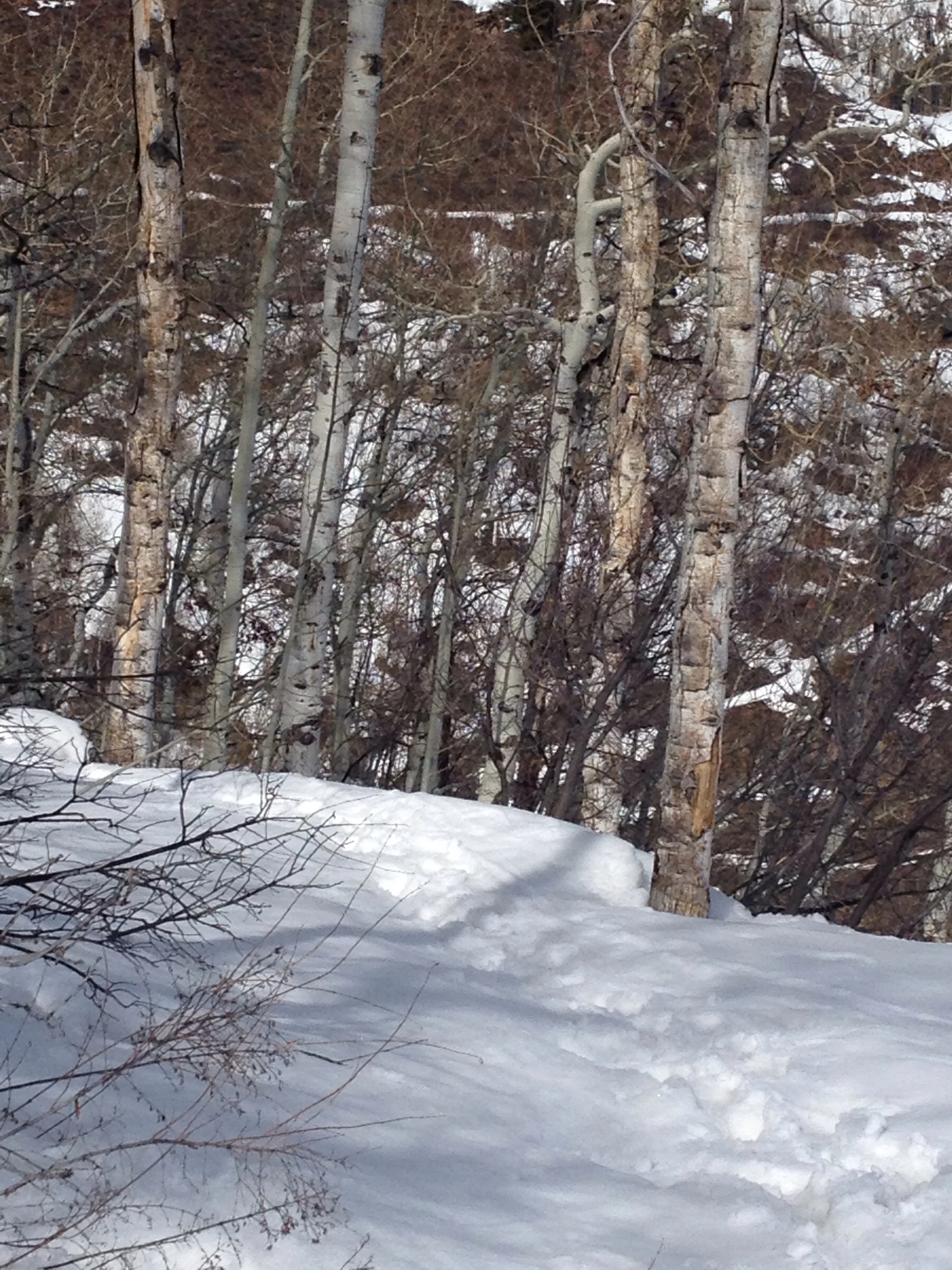 The "trail".