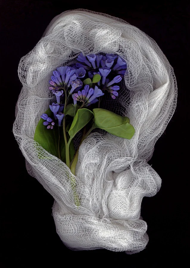 Bluebells