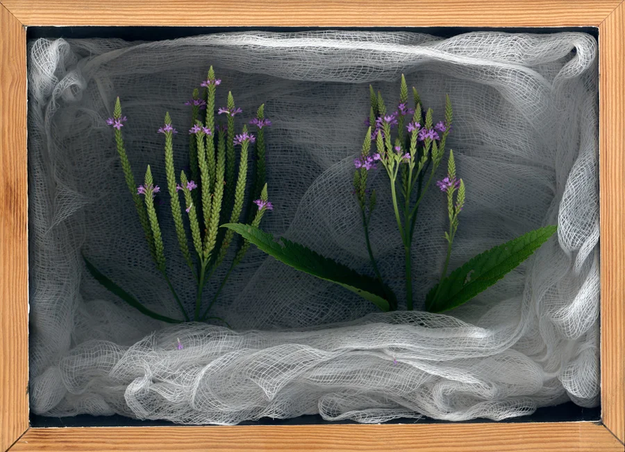 Blue Vervain