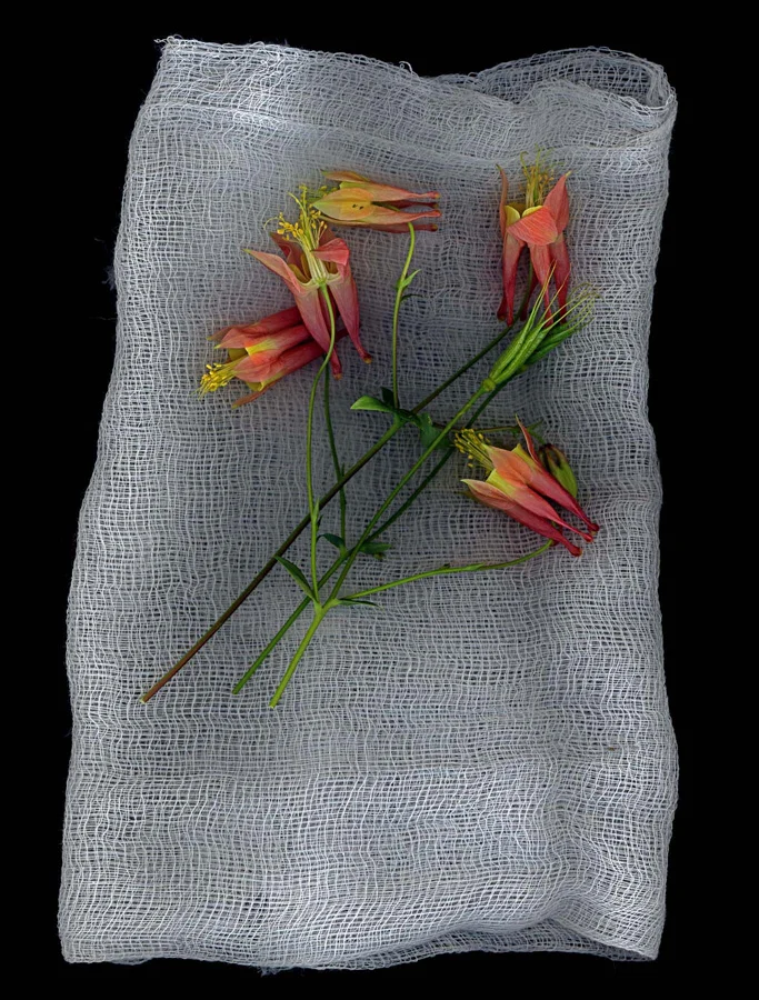 Columbine