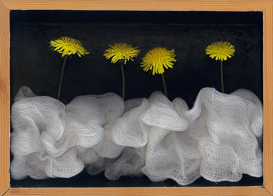 Dandelion