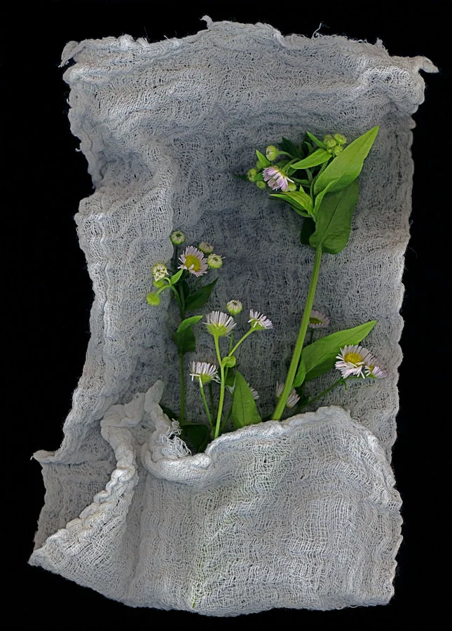 Fleabane