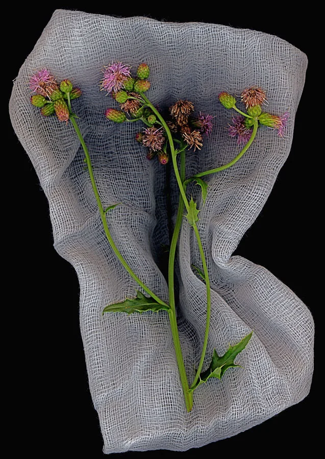 Thistle