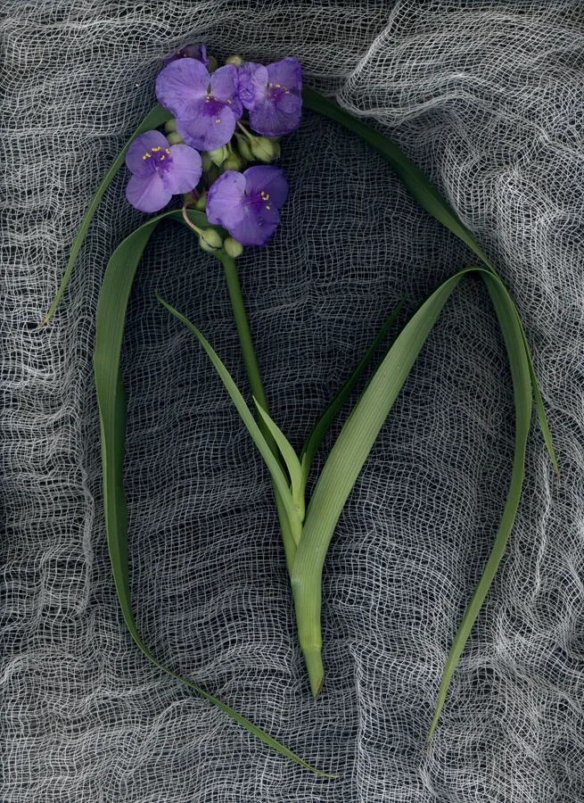 Ohio Spiderwort