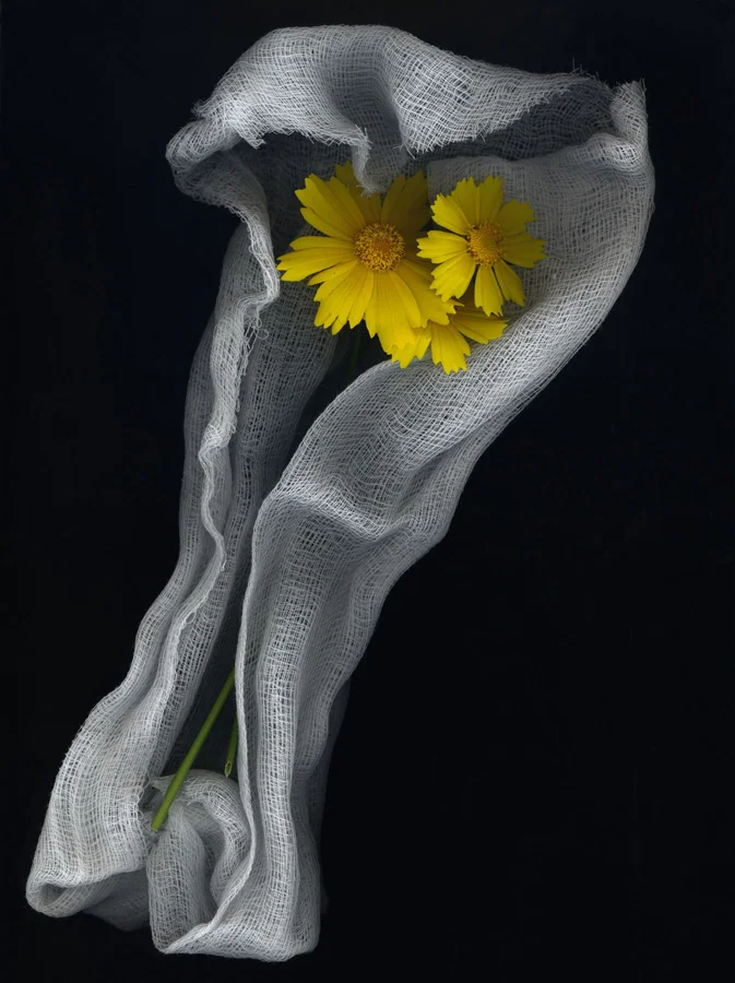 Coreopsis