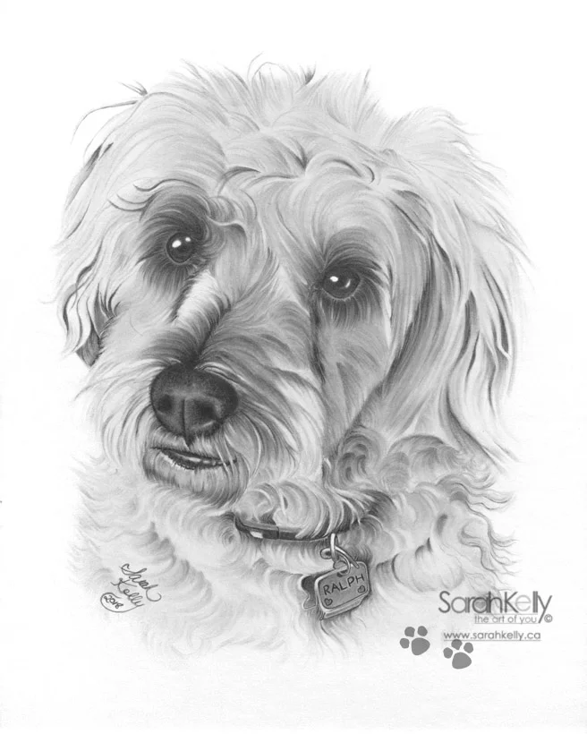 sarahkelly_pencil_portrait_drawings_petportraits_051.jpg