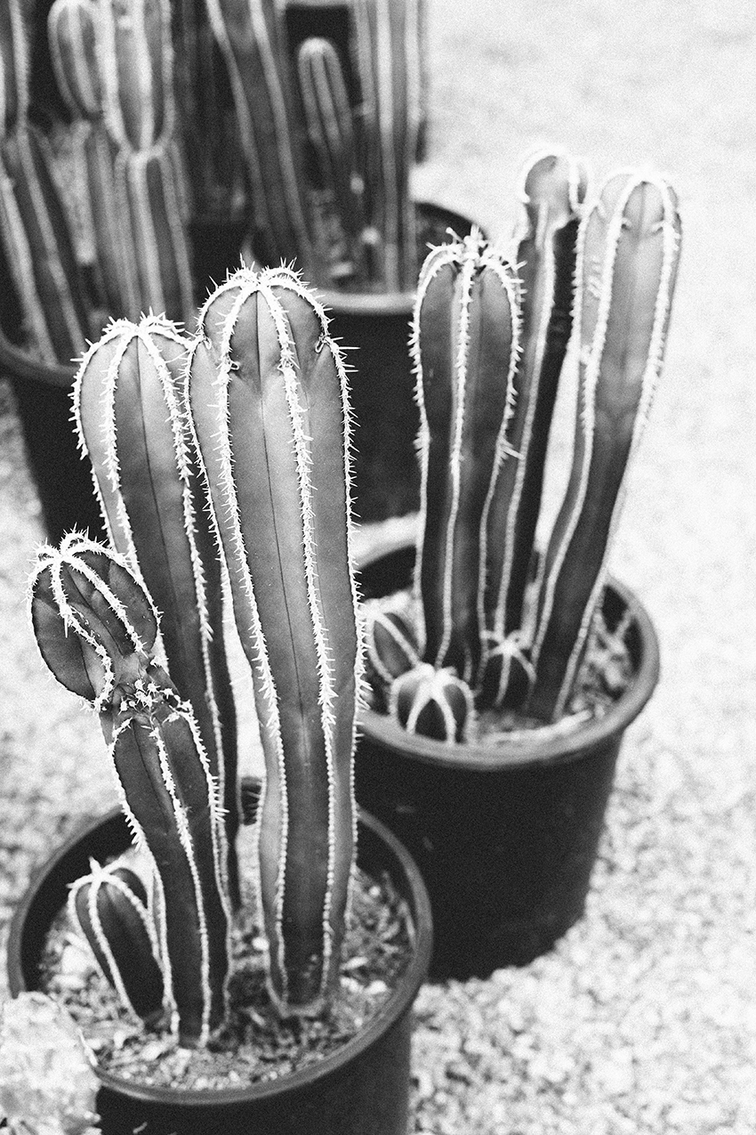 Cacti